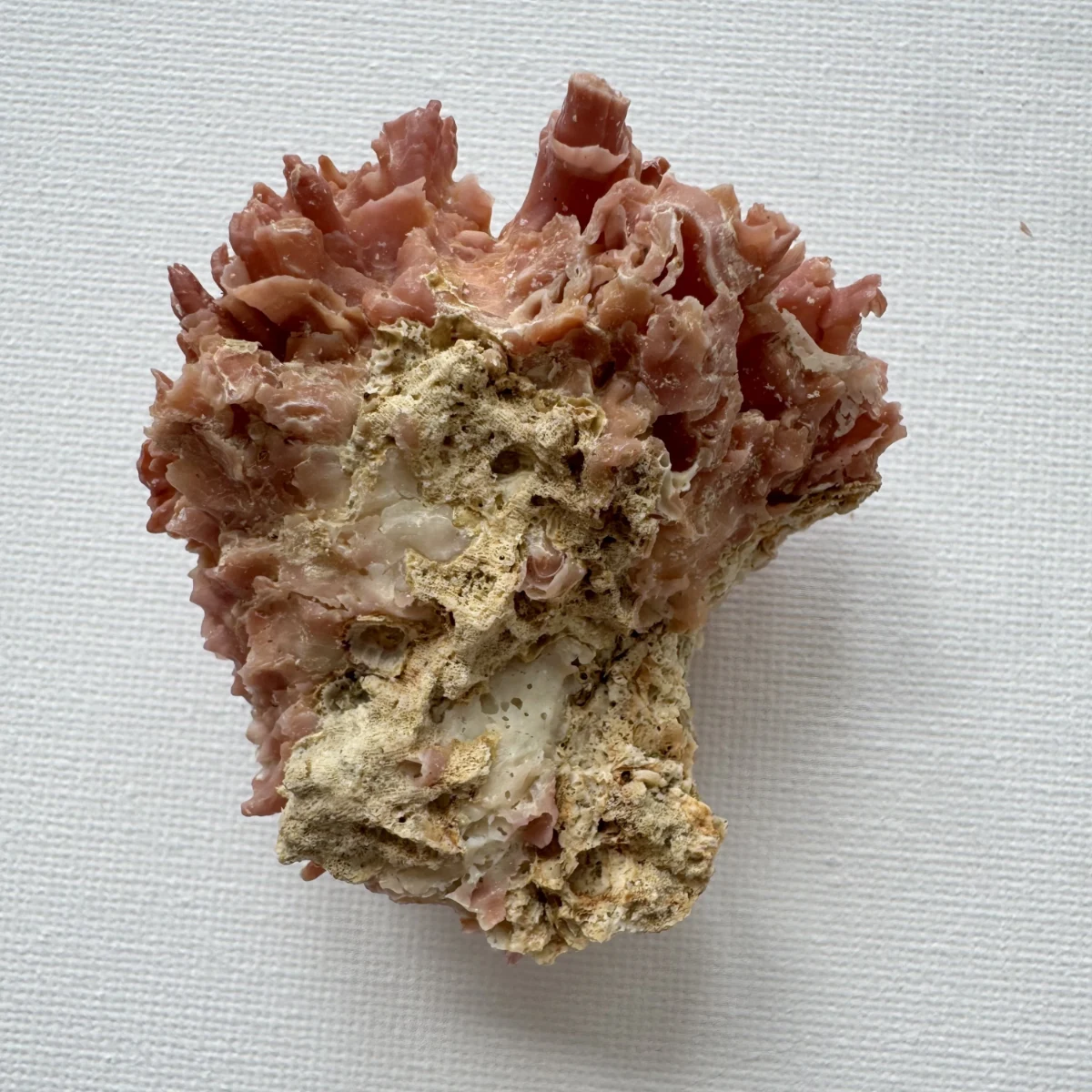 Chama brassica shell specimen from Philippines, 56.3 mm, image 2