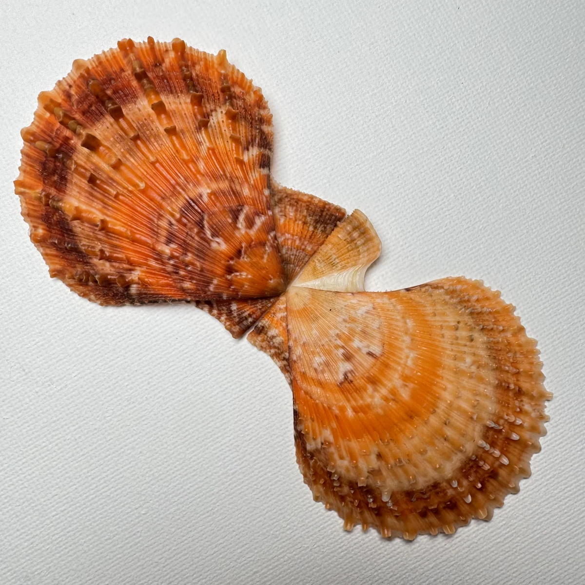 Scaeochlamys farreri shell specimen from Shandong, China, 61.6 mm, image 6