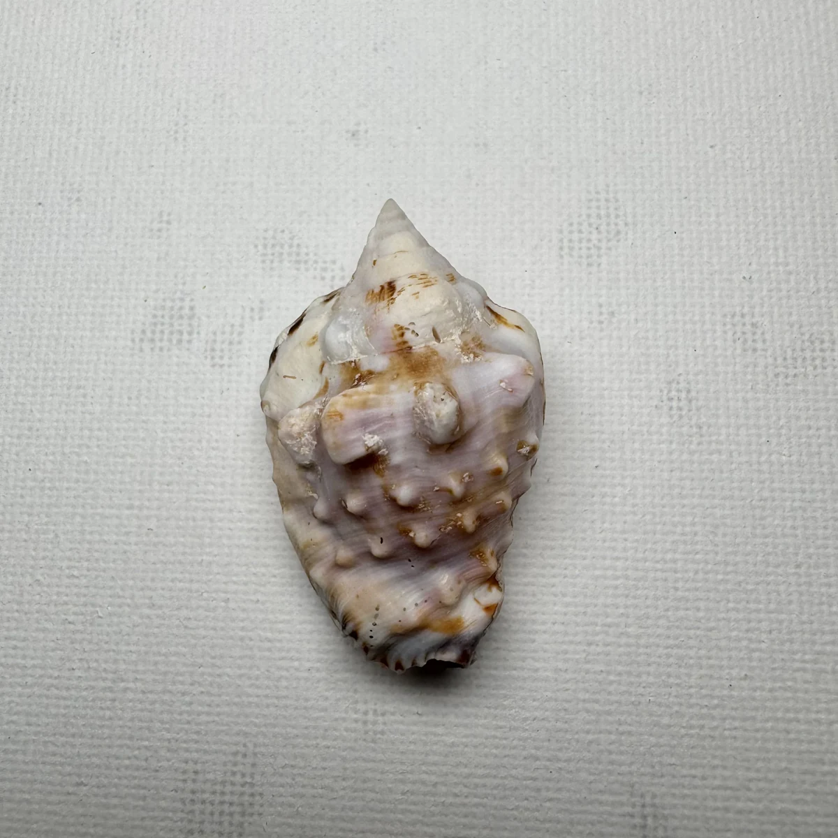 Lentigo pipus shell specimen from Philippines, 40.6 mm, image 1