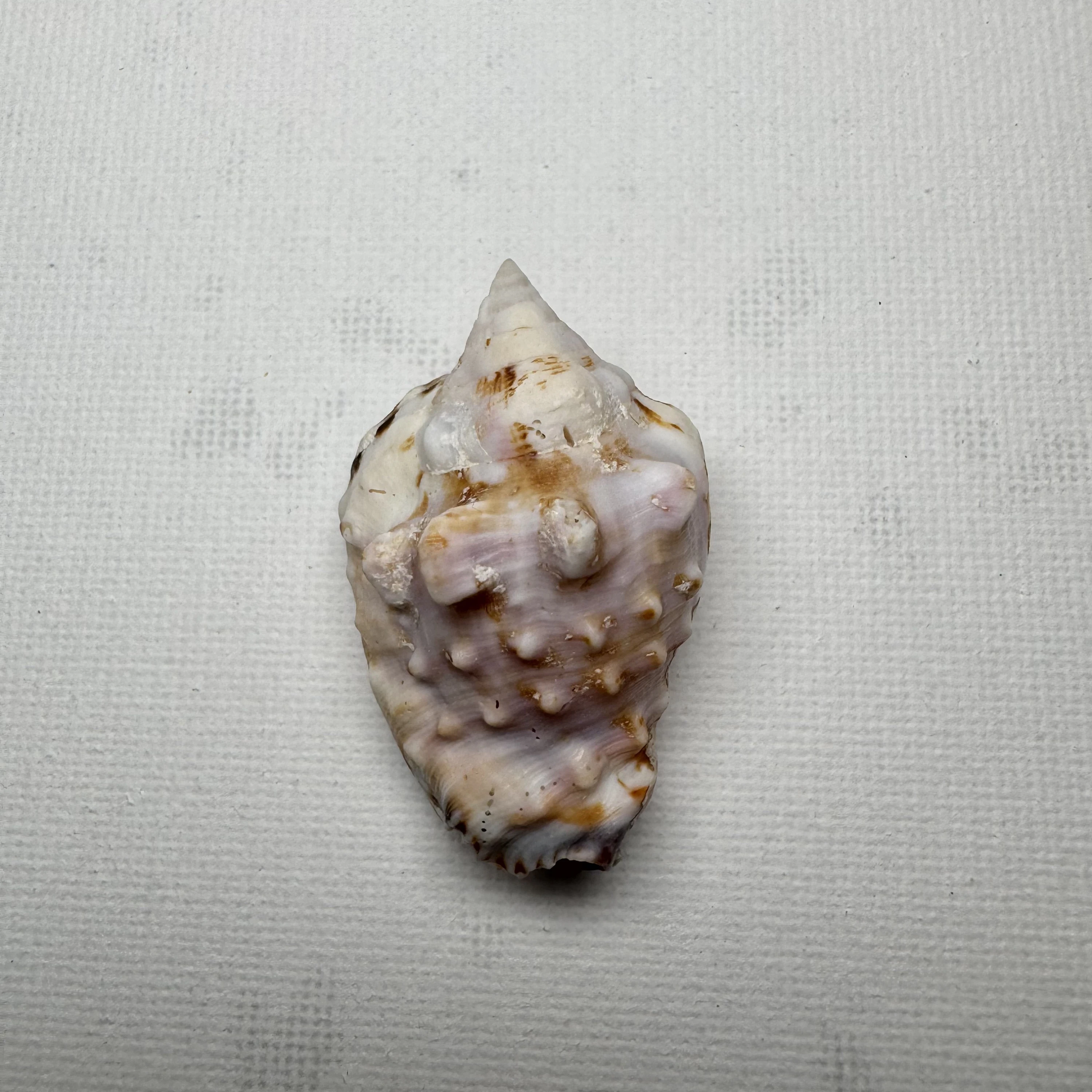 Lentigo pipus shell specimen from Philippines, 40.6 mm, image 1