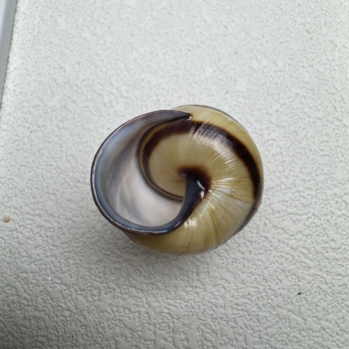 Aegistohadra zhangdanae shell specimen from Guangxi,China, 33.5 mm, image 4