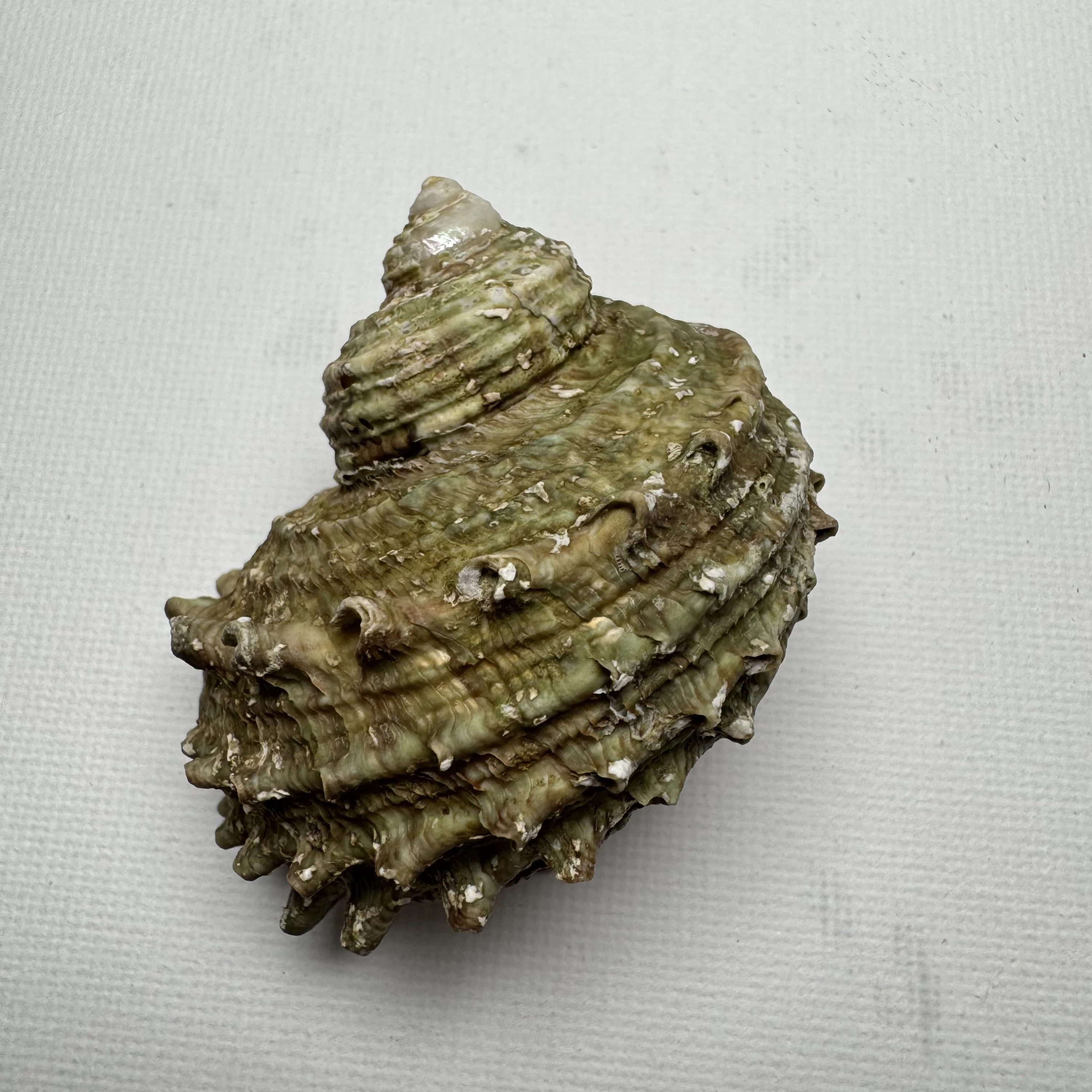 Turbo cornutus shell specimen from Dongshan Island,Fujian,China, 52 mm, image 1