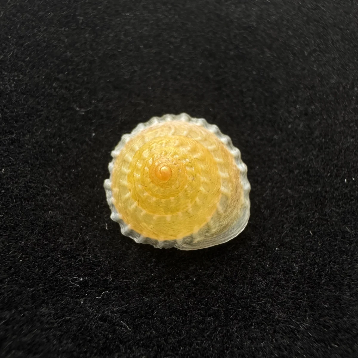 Latin：Geotrochatella martensi shell specimen from Nanning,Guangxi,China, 13 mm, image 2