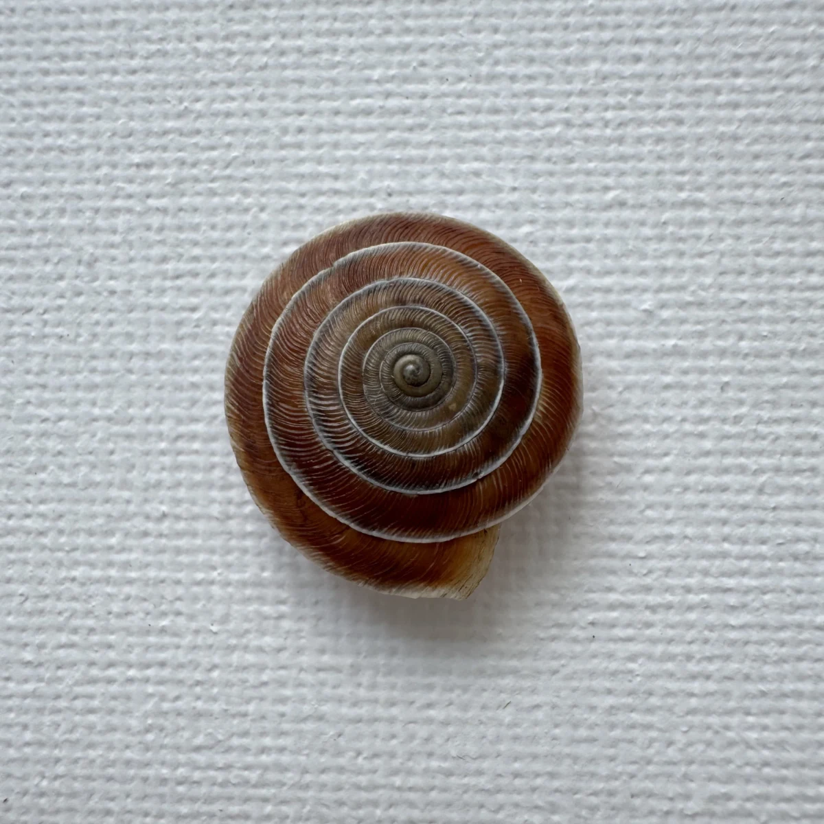 Laeocathaica carinalis shell specimen from Longnan, Gansu, China, 17.7-18.4 mm, image 1