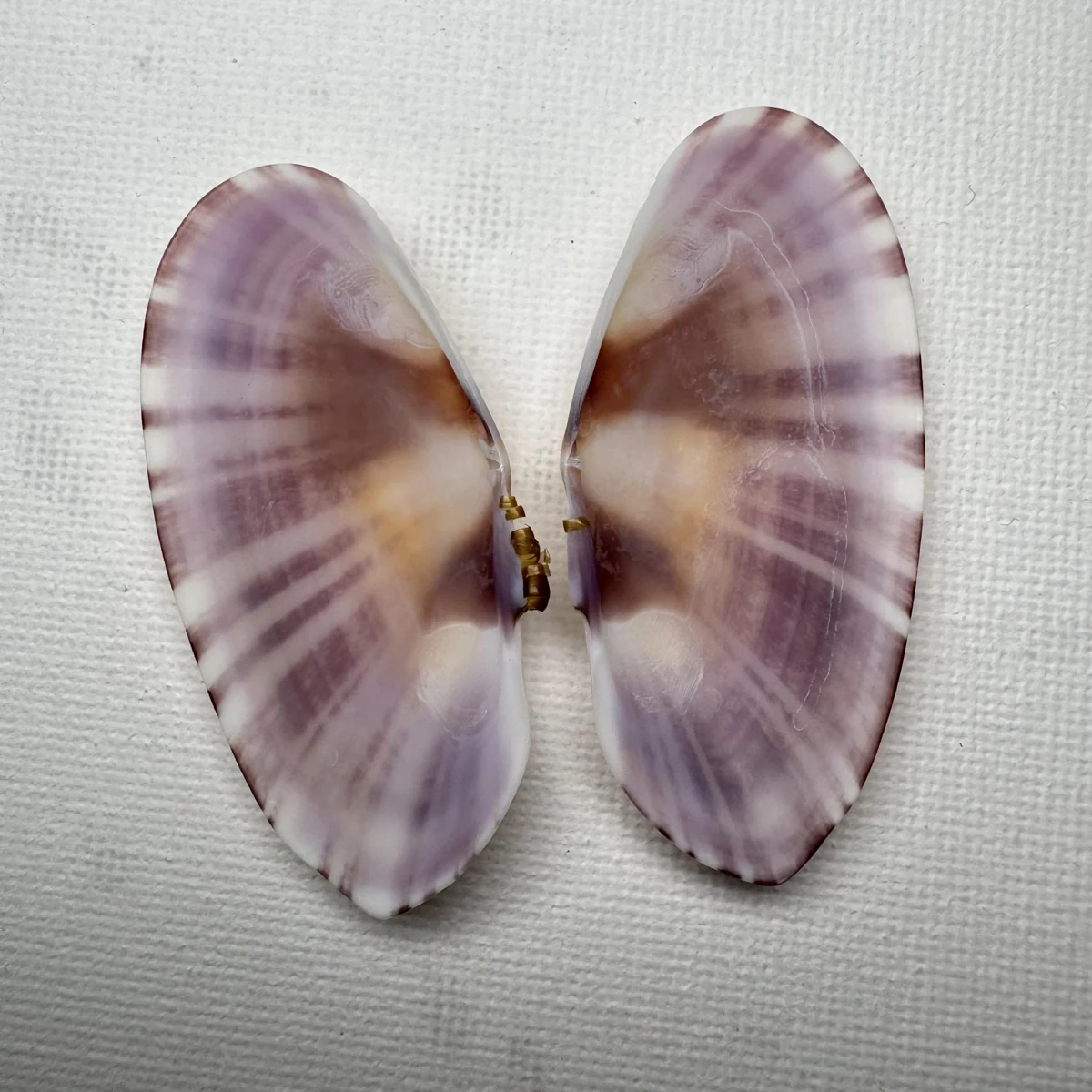 Psammobia radiata shell specimen from Beihai, Guangxi, China, 51.3 mm, image 2