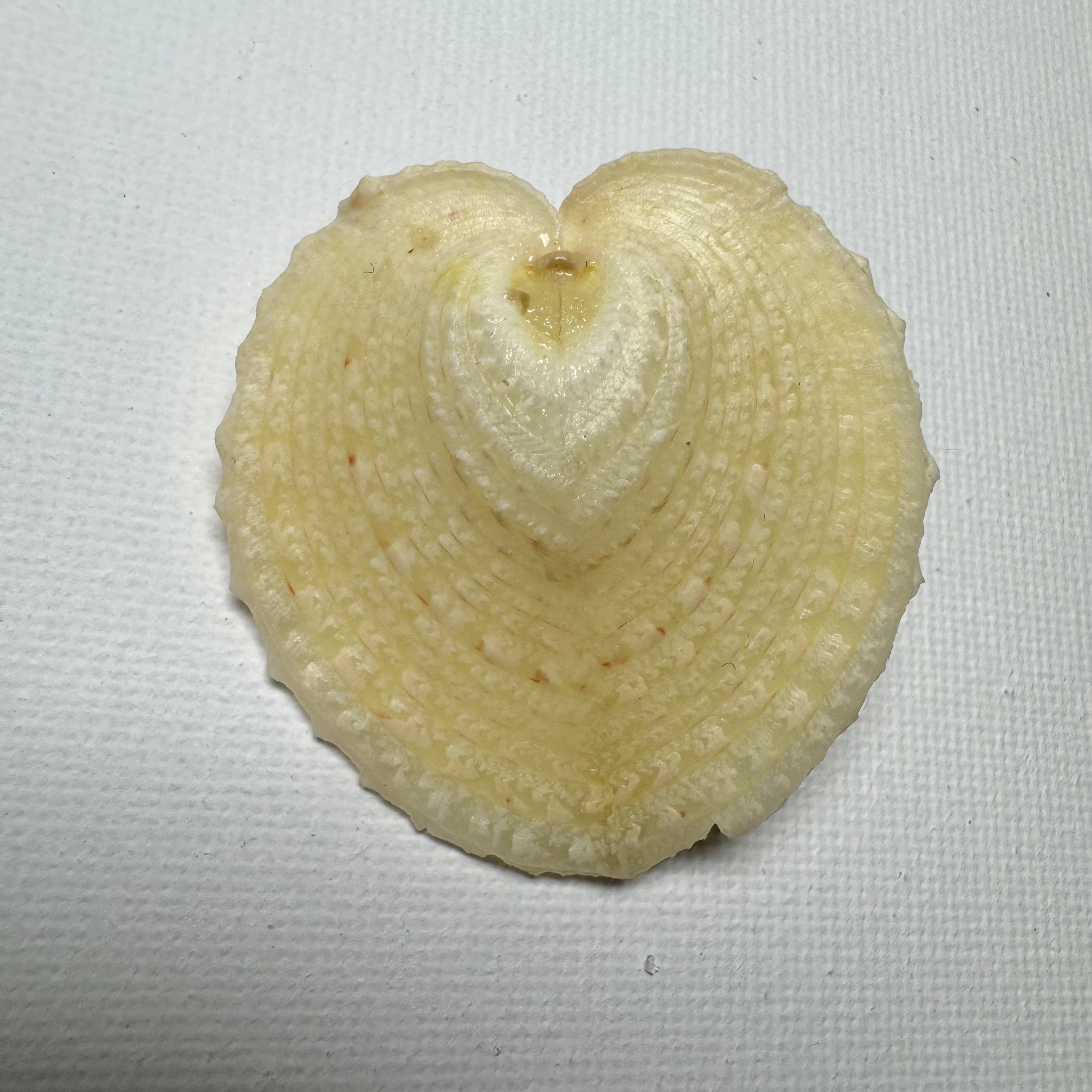 Corculum cardissa shell specimen from Philippines, 41.4 mm, image 1
