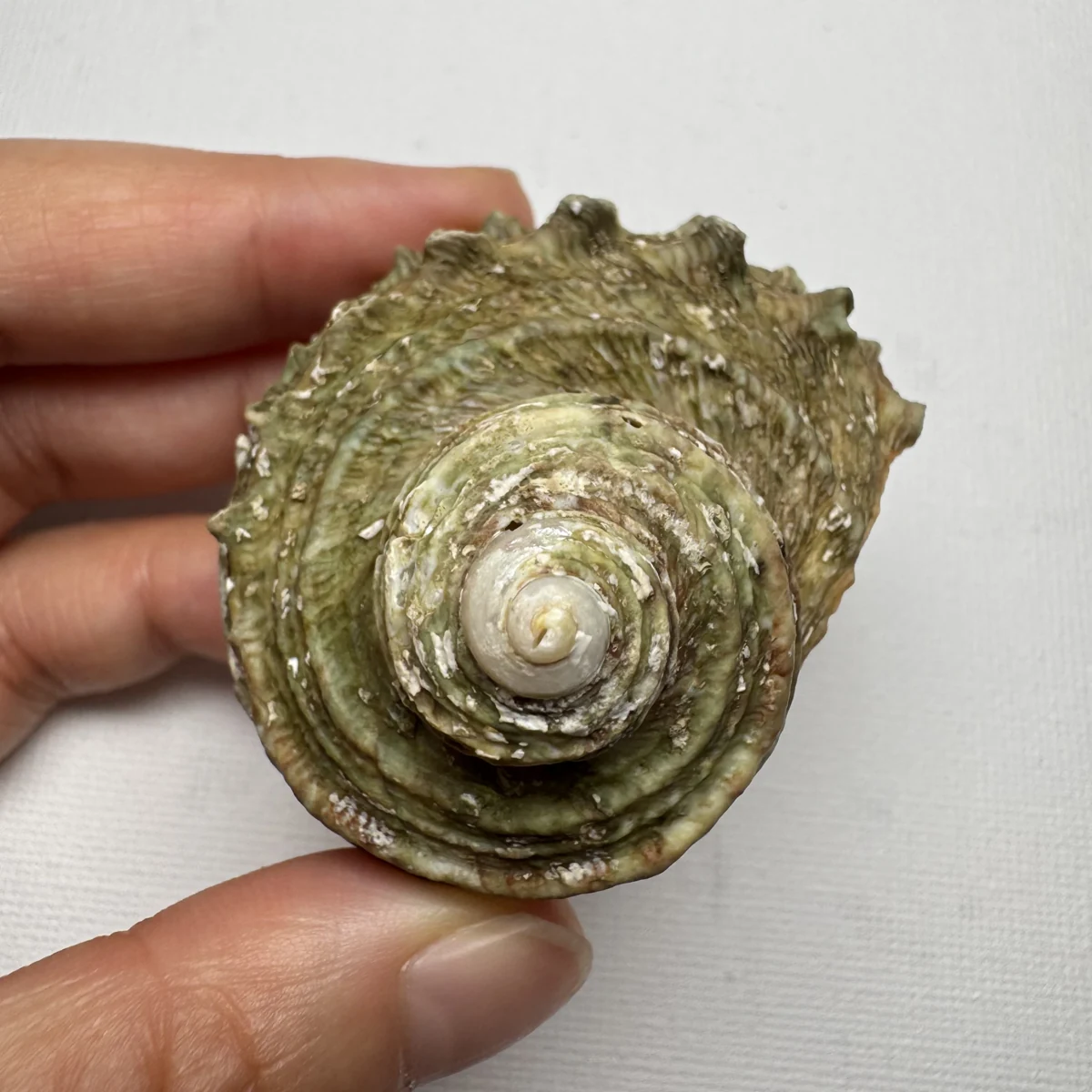 Turbo cornutus shell specimen from Dongshan Island,Fujian,China, 52 mm, image 4