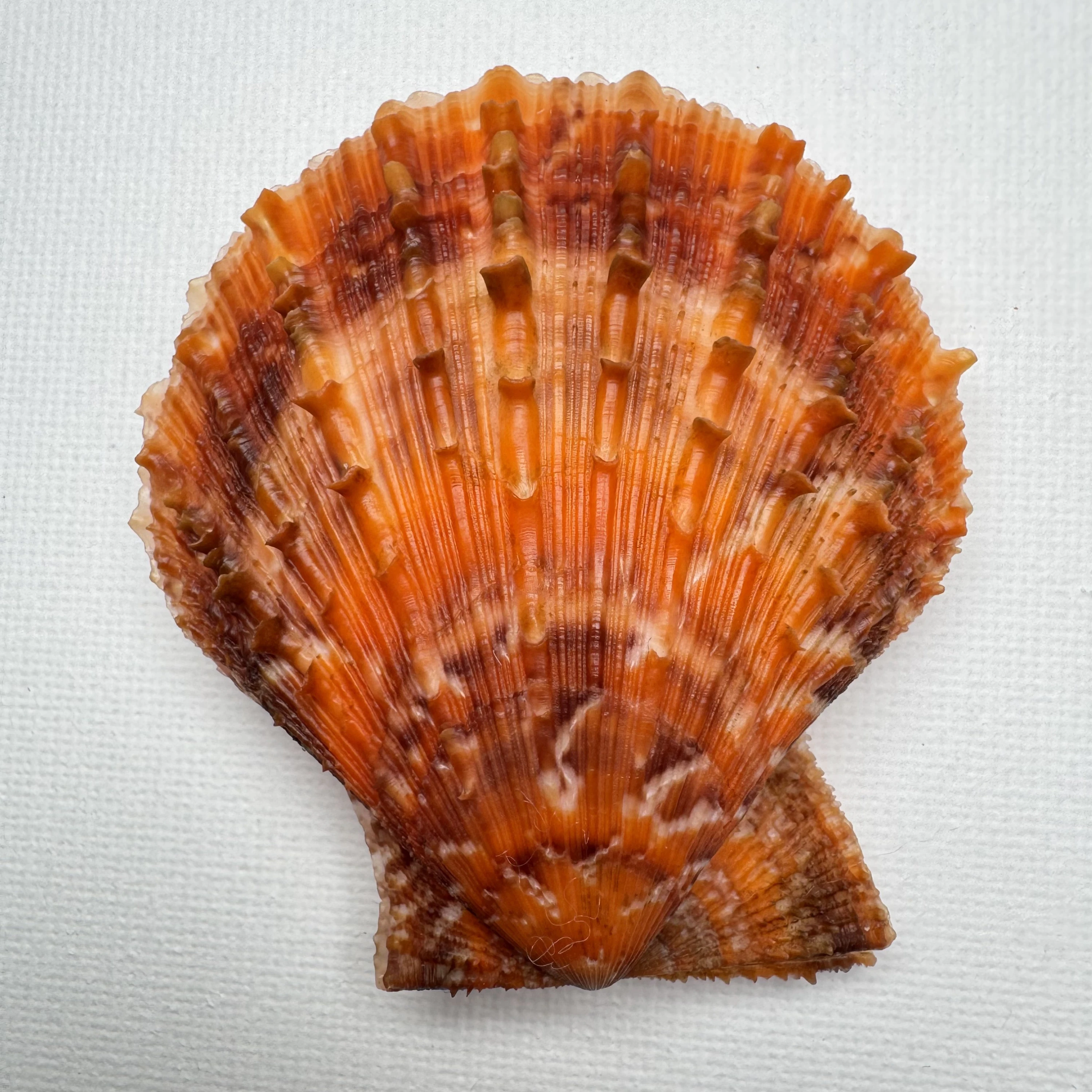 Scaeochlamys farreri shell specimen from Shandong, China, 61.6 mm, image 1
