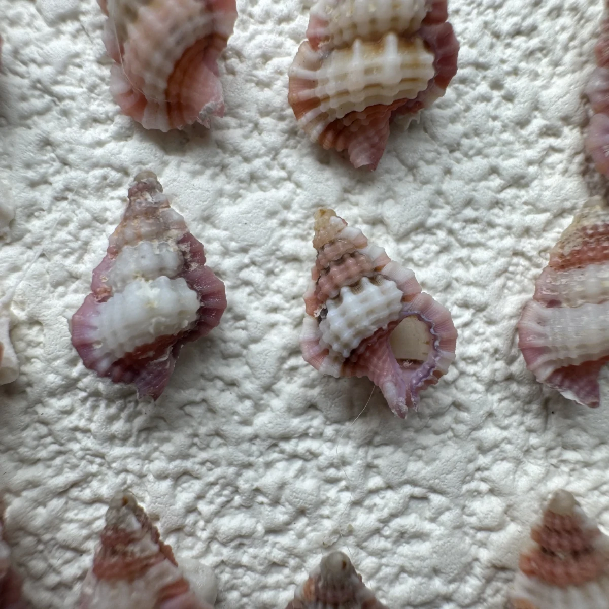 Gyrineum lacunatum shell specimen from Philippines, 8.2-13 mm, image 3
