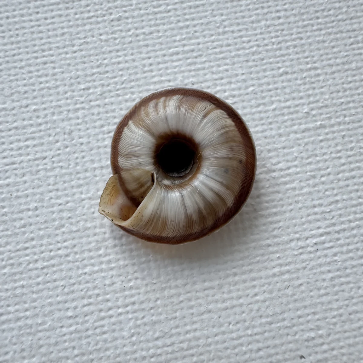 Laeocathaica carinalis shell specimen from Longnan, Gansu, China, 17.7-18.4 mm, image 2