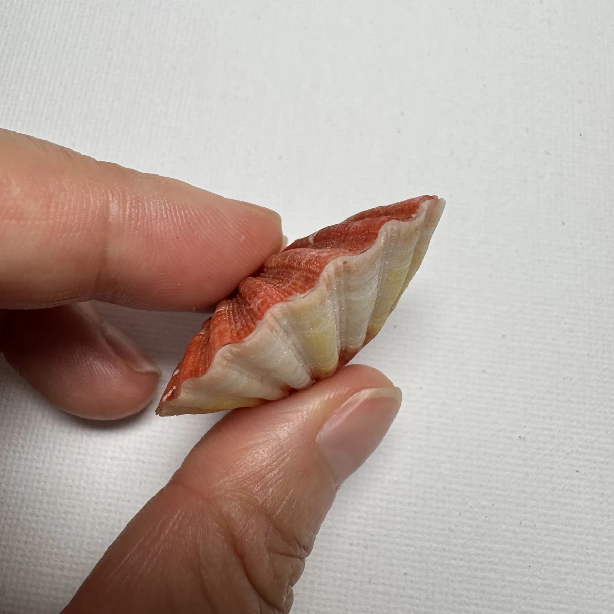 Bractechlamys vexillum shell specimen from Philippines, 40.7 mm, image 3