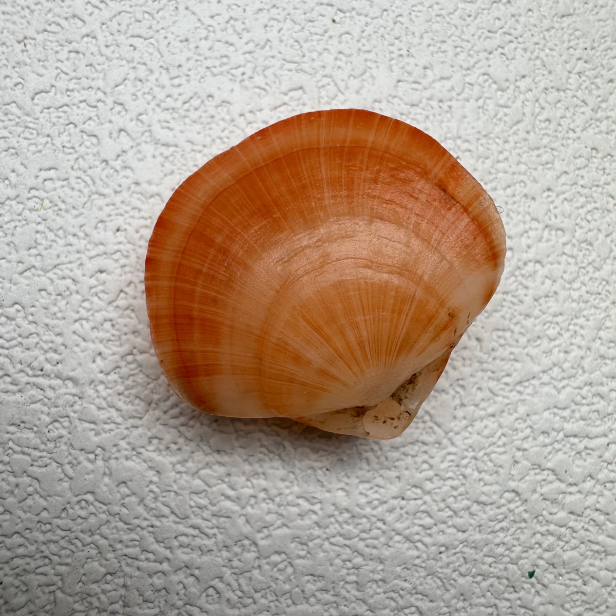 Terebratalia coreanica shell specimen from Shandong, China, 21.5-26.7 mm, image 3