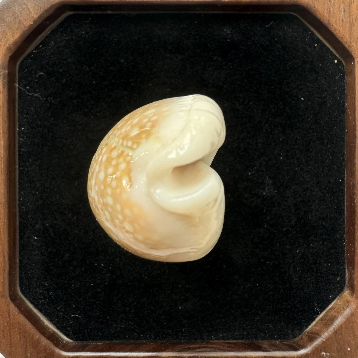 Naria miliaris shell specimen from Hainan, China, 44.3 mm, image 5