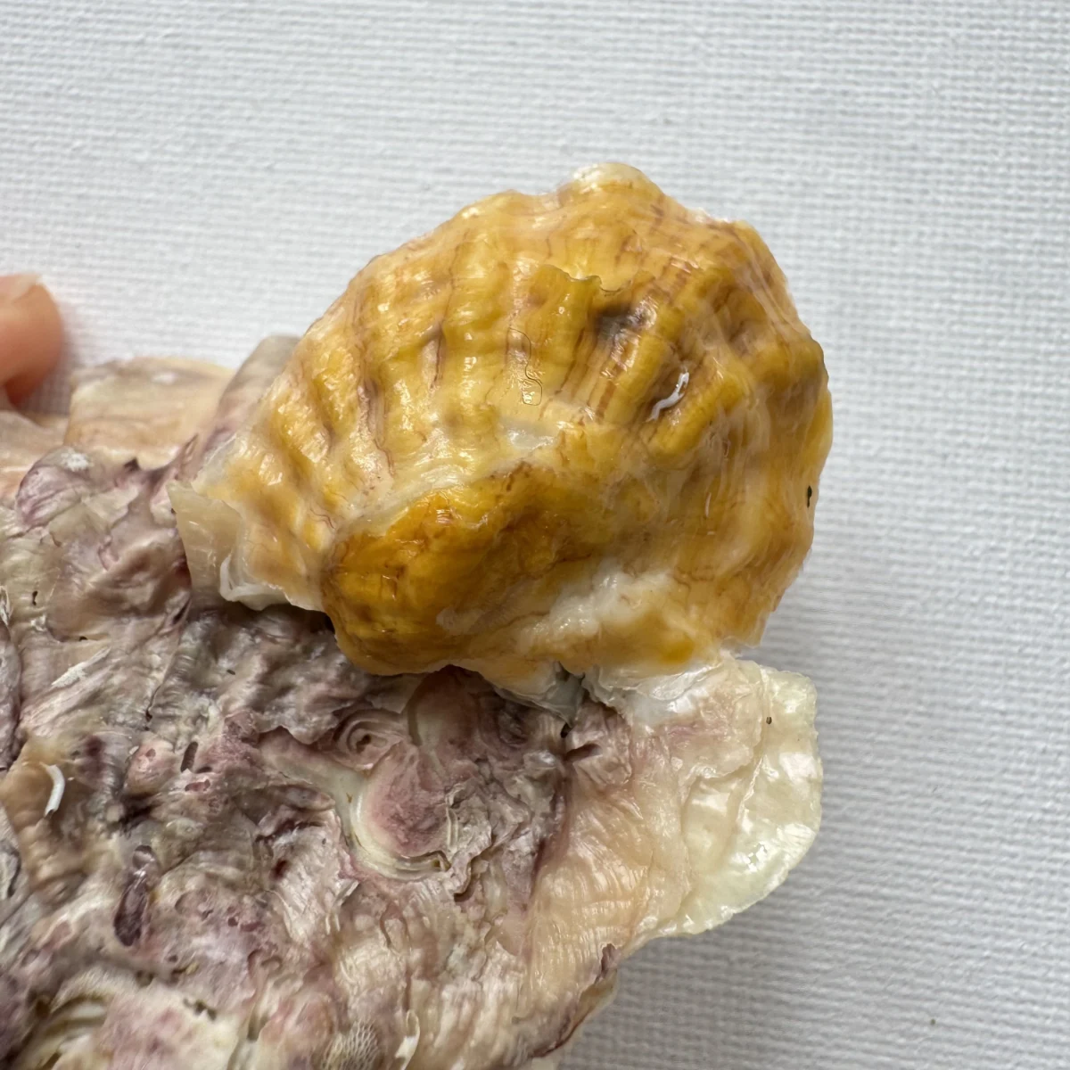 Alectryonella plicatula.+Dendostrea folium（yellow） shell specimen from Beihai,Guangxi, China, 86.7 mm, image 2