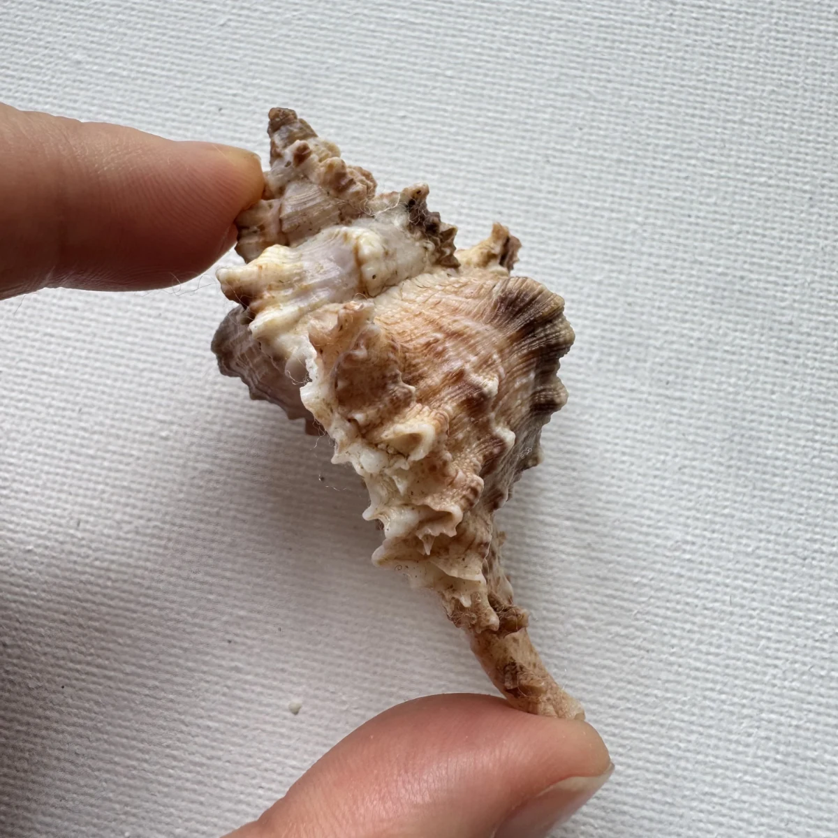 Chicoreus asianus shell specimen from Pingtan Island,Fujian,China, 60.1 mm, image 3