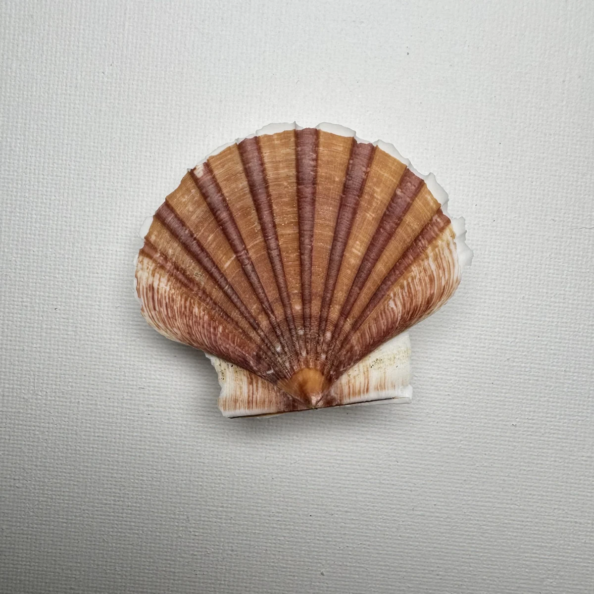 Pecten albicans shell specimen from Aichi, Japan, 54 mm, image 3