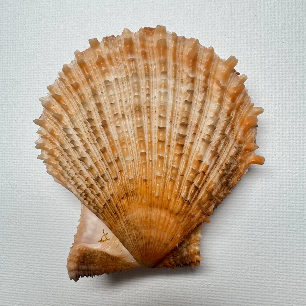 Scaeochlamys farreri shell specimen from Shandong, China, 63.7 mm, image 2