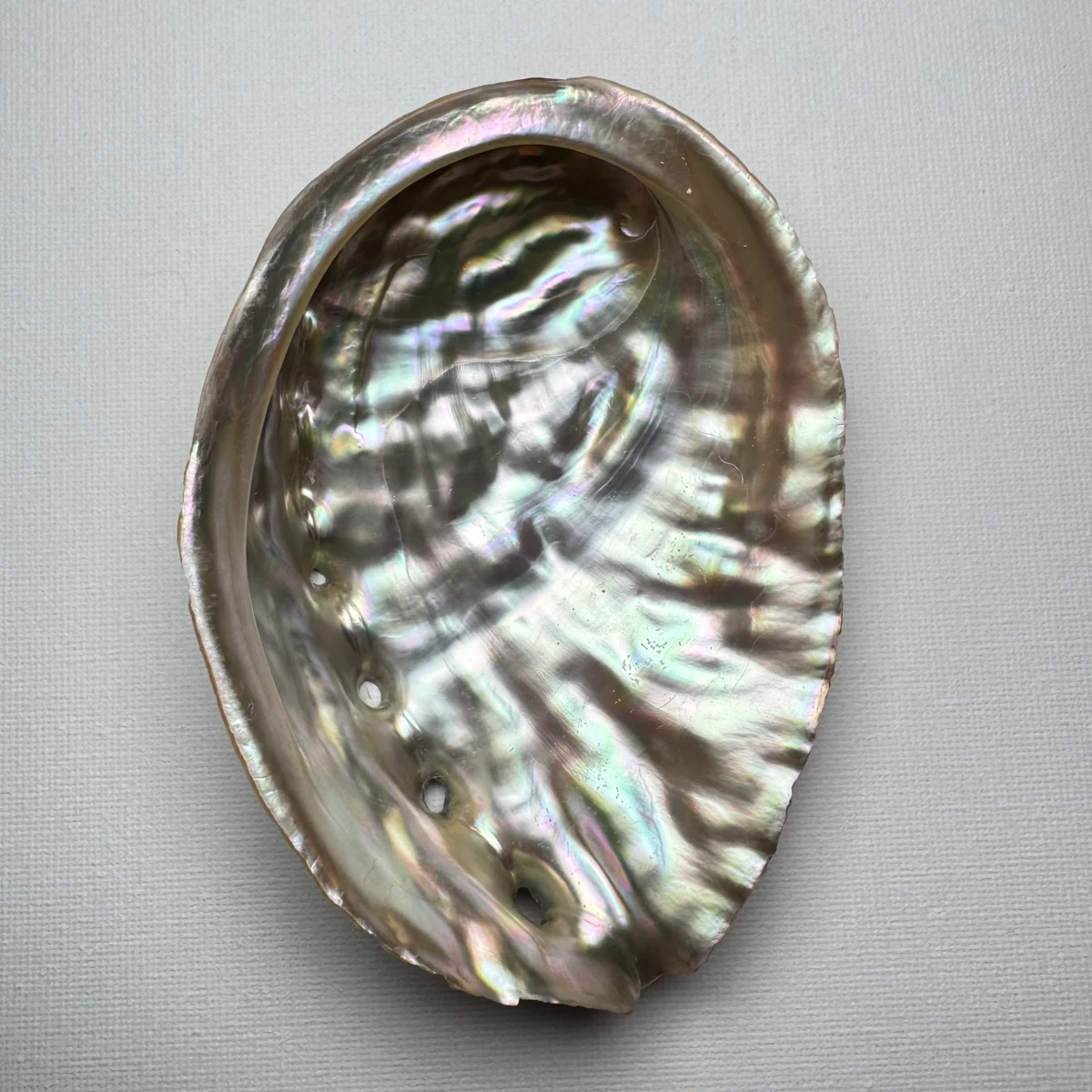 Haliotis discus shell specimen from Hinomisaki, Wakayama, Japan, 115.4 mm, image 5