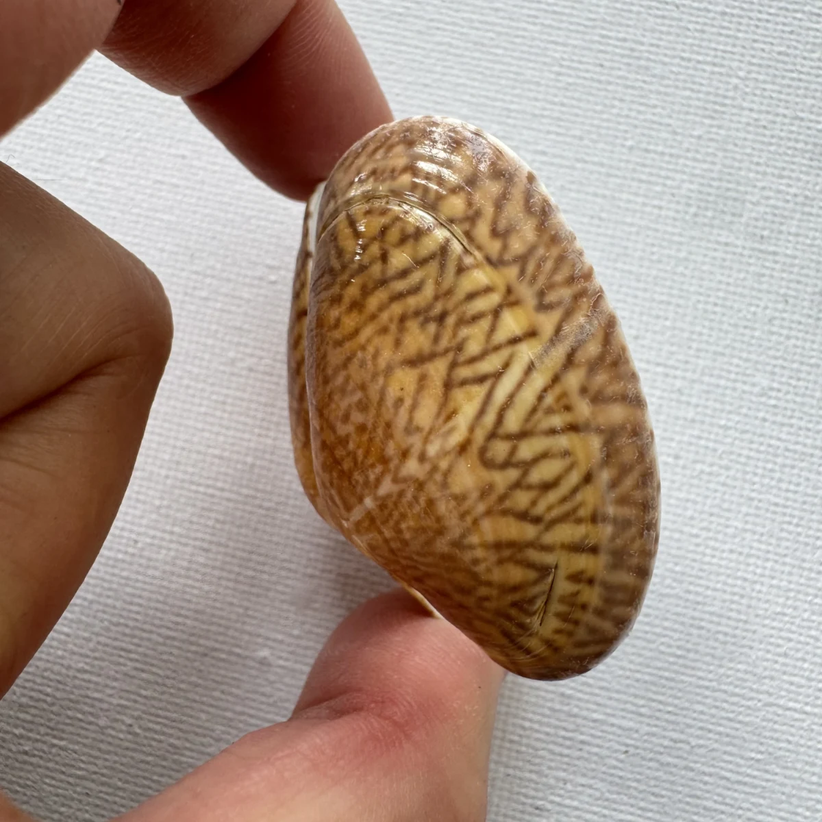 Paphia undulata shell specimen from Fujian,China, 42.7 mm, image 4