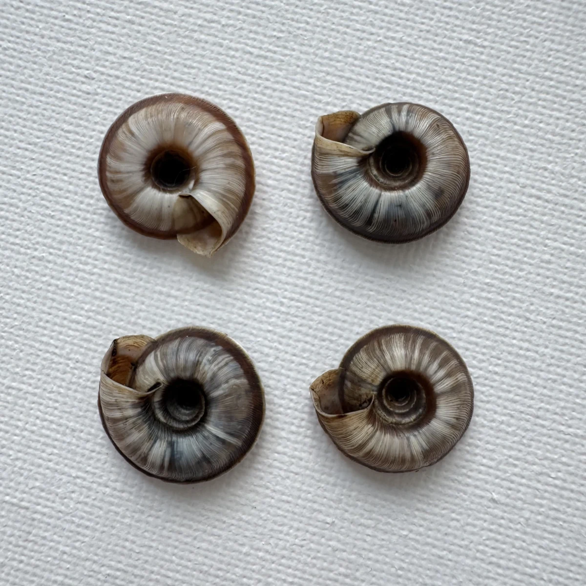 Laeocathaica carinalis shell specimen from Longnan, Gansu, China, 17.7-18.4 mm, image 6