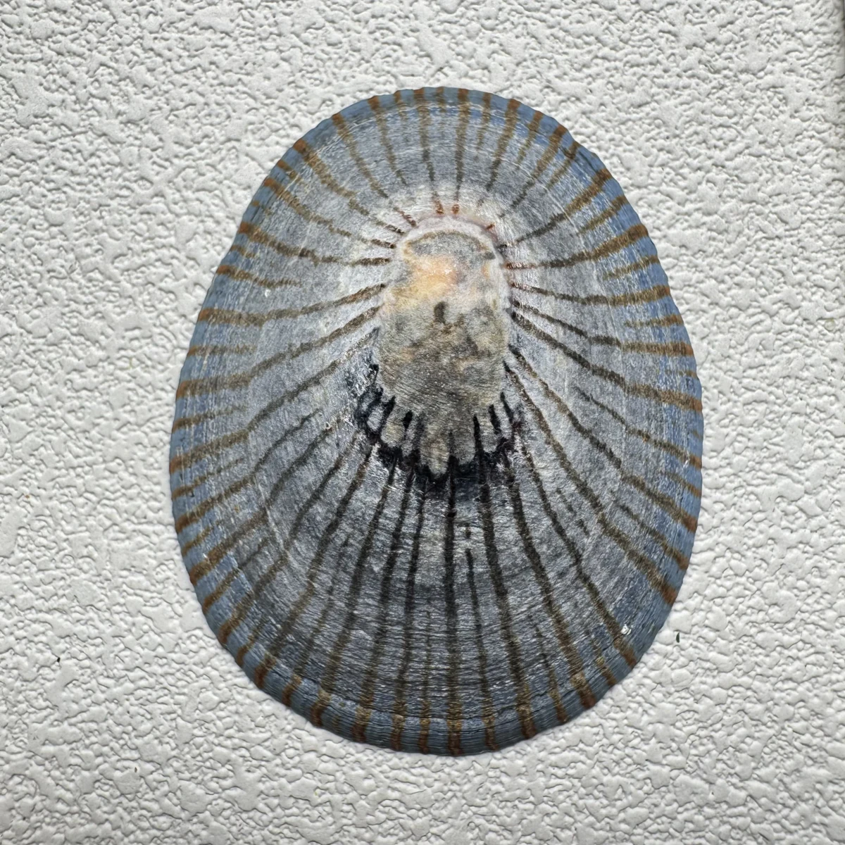 Cellana nigrolineata shell specimen from Aichi, Japan, 55.8 mm, image 1