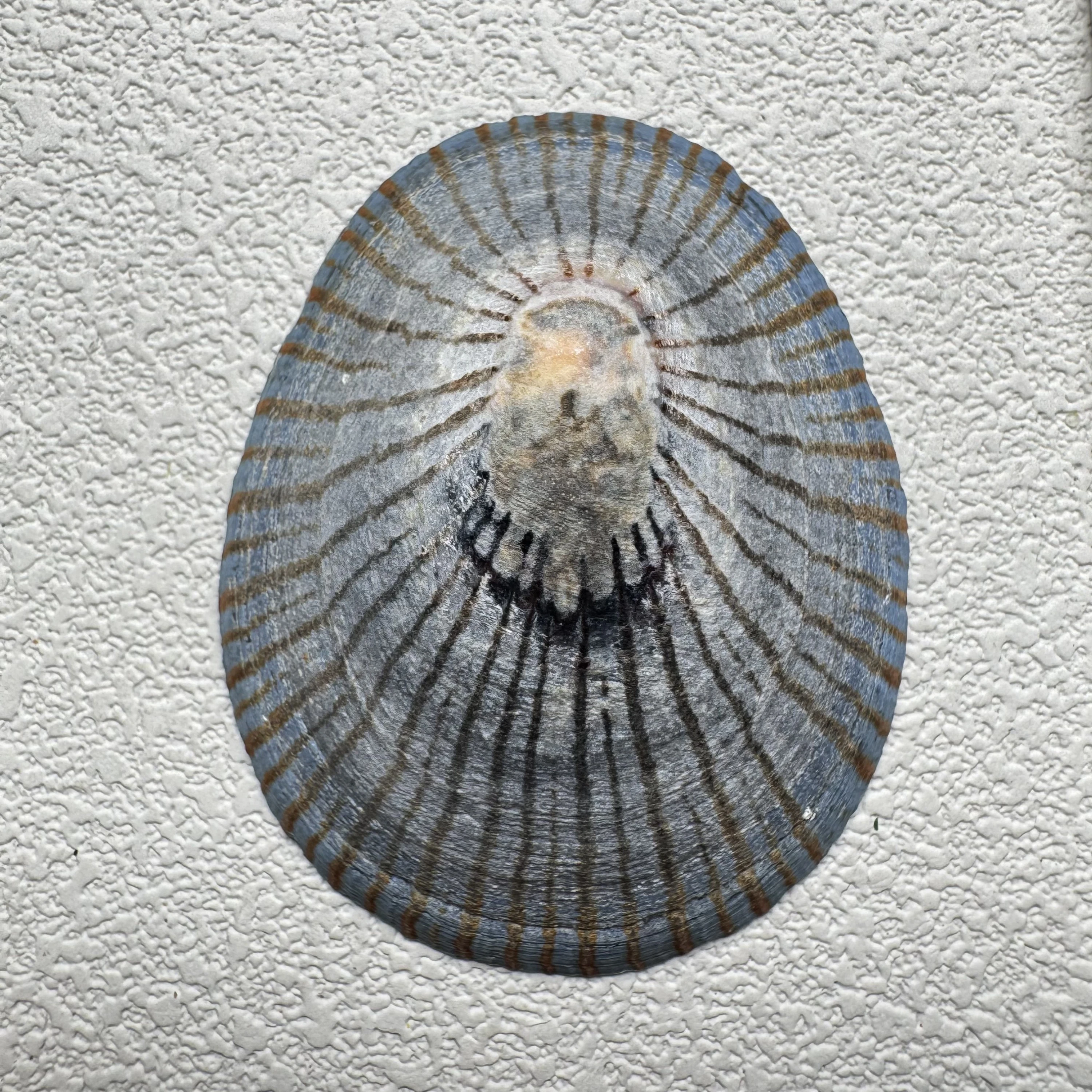 Cellana nigrolineata shell specimen from Aichi, Japan, 55.8 mm, image 1