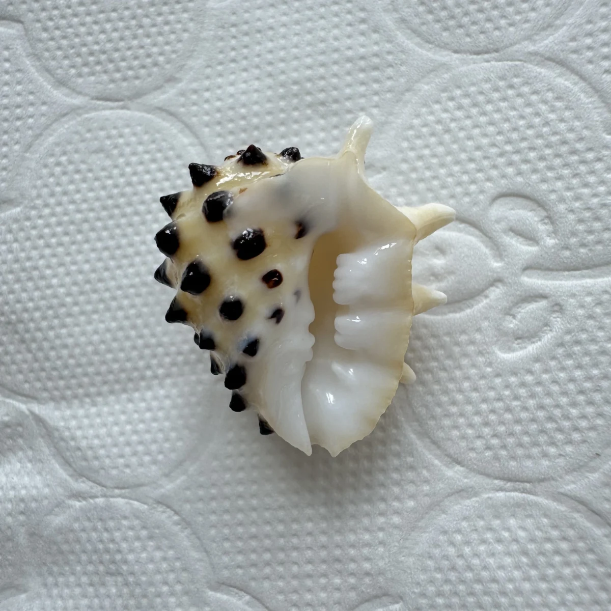 Drupa ricinus shell specimen from Okinawa, Japan, 23.6 mm, image 2