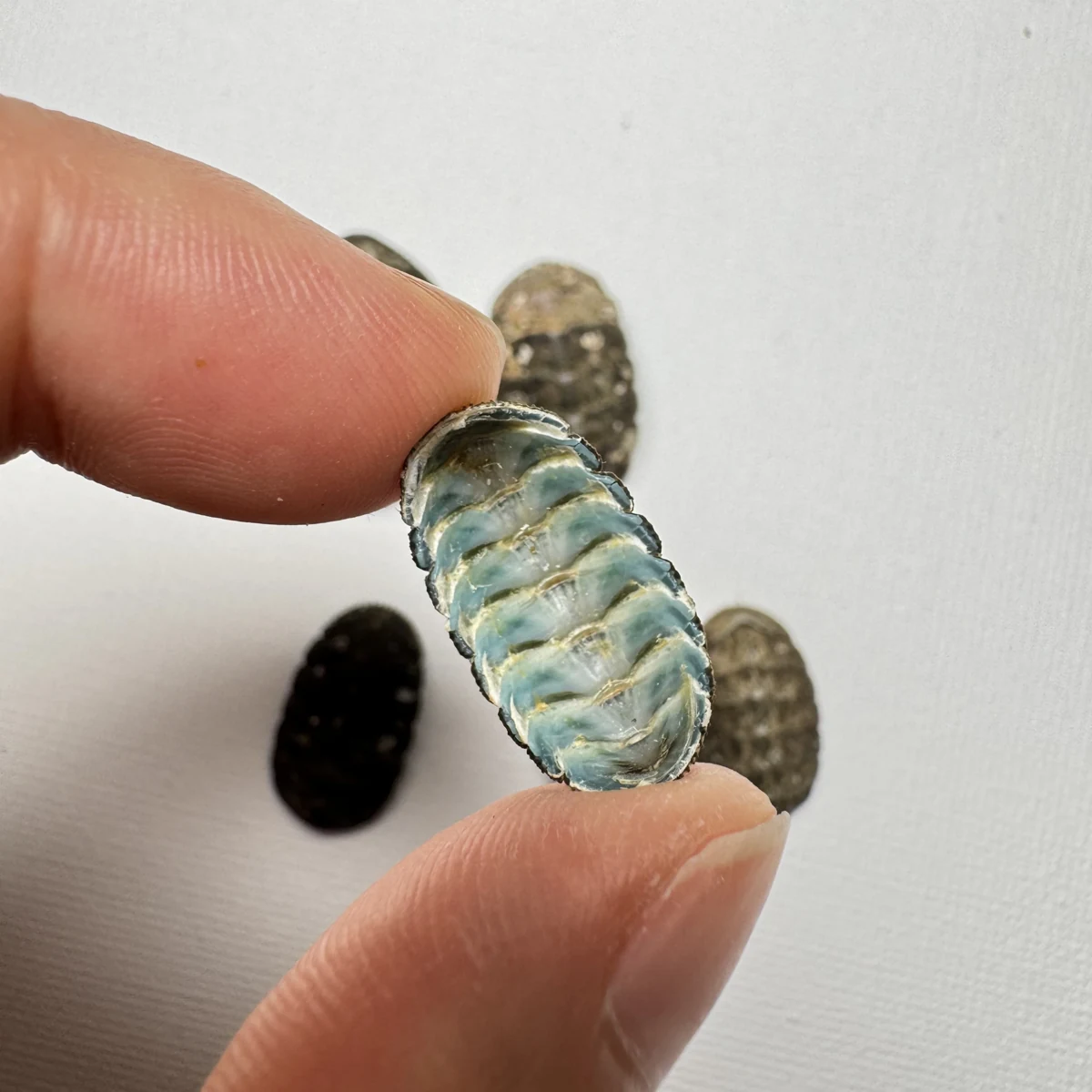 Lepidozona coreanica shell specimen from Yellow Sea, China, 19-24 mm, image 6
