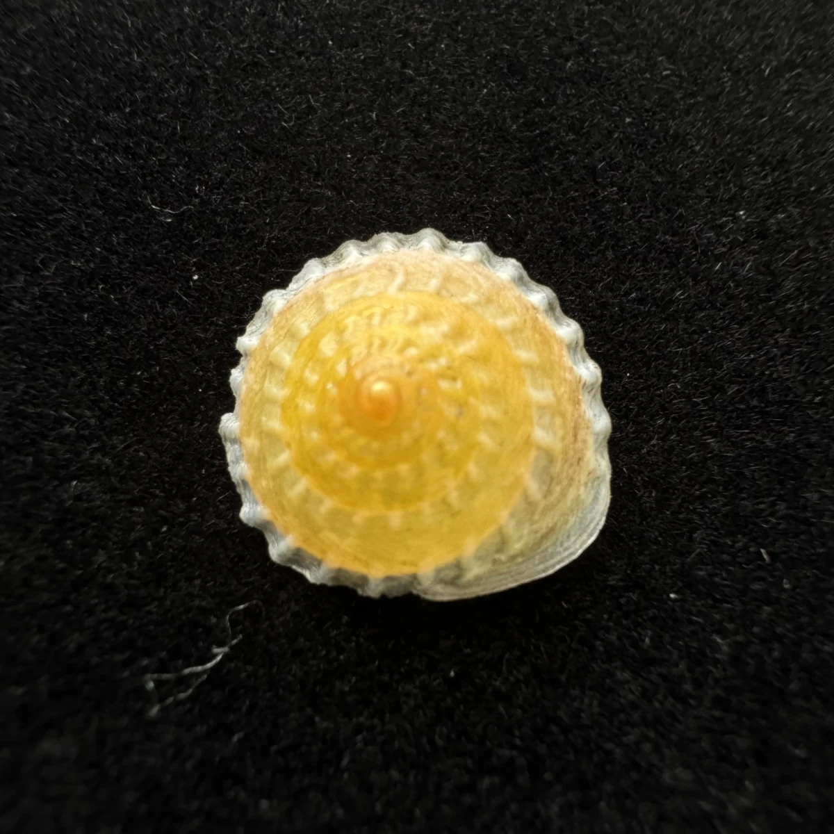 Latin：Geotrochatella martensi shell specimen from Nanning,Guangxi,China, 13 mm, image 1