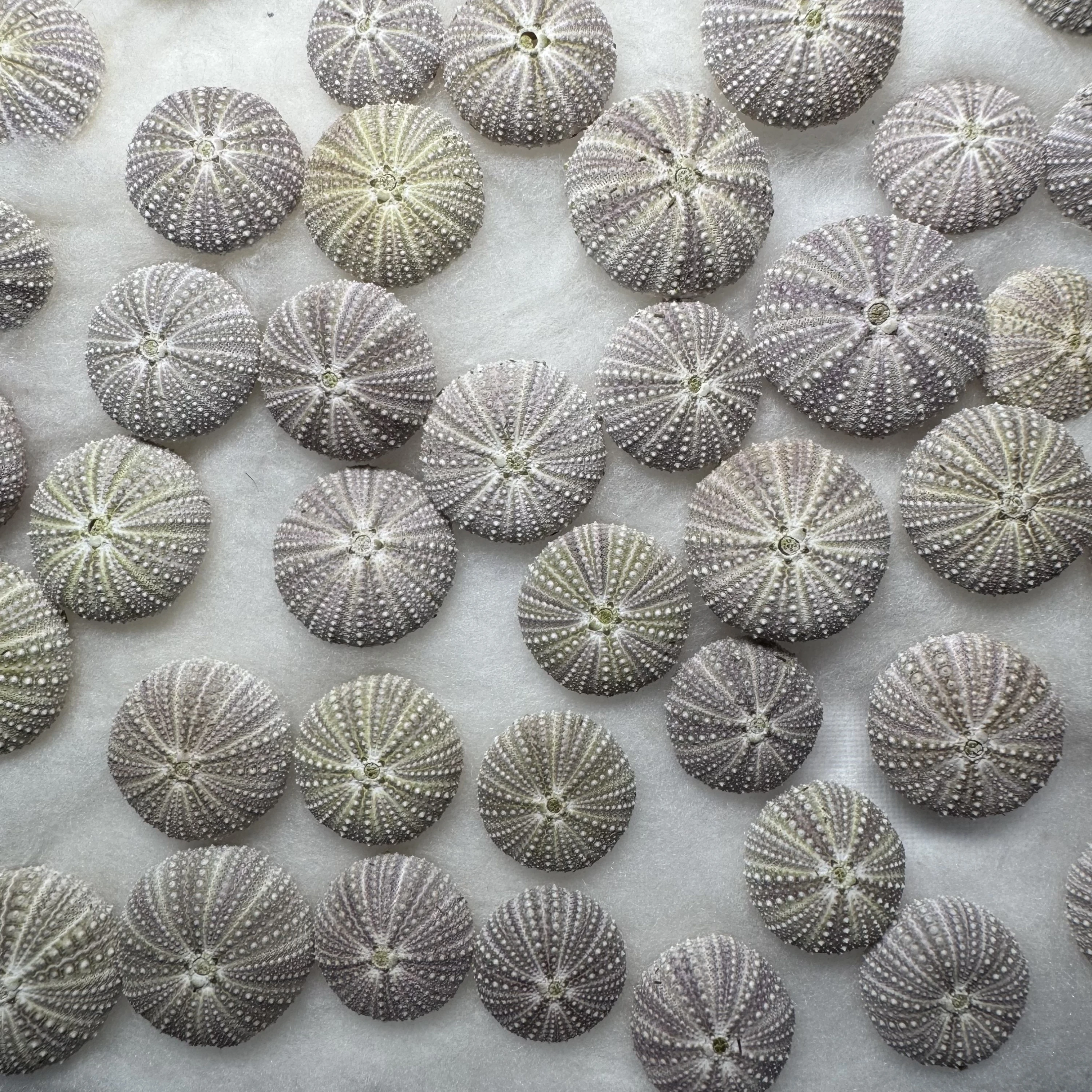Hemicentrotus pulcherrimus MIDDLE shell specimen from Shandong, China, 21.7-34.3 mm, image 1