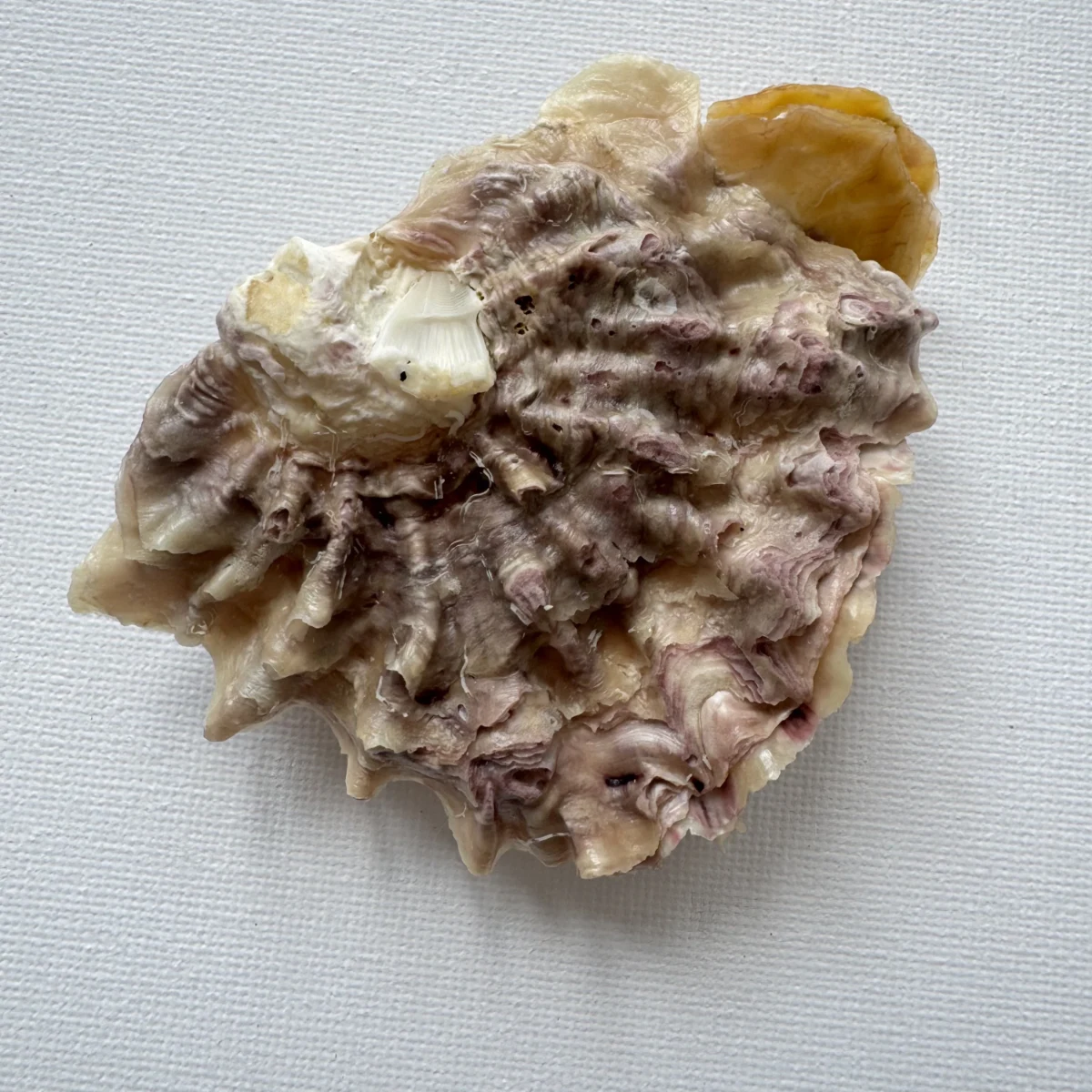 Alectryonella plicatula.+Dendostrea folium（yellow） shell specimen from Beihai,Guangxi, China, 86.7 mm, image 4