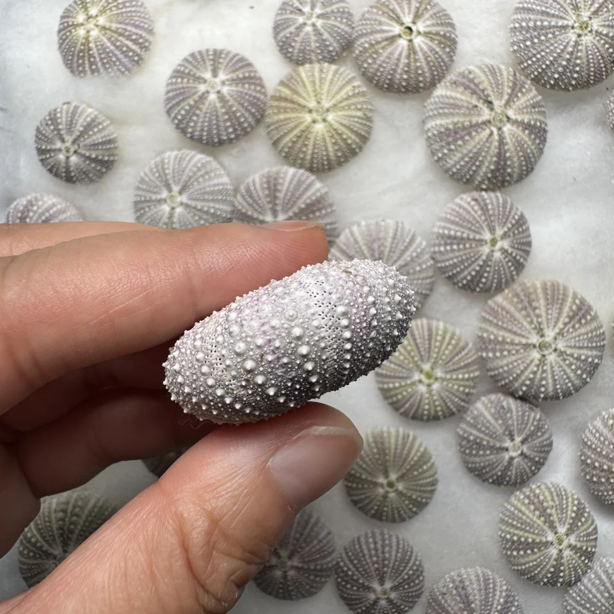 Hemicentrotus pulcherrimus MIDDLE shell specimen from Shandong, China, 21.7-34.3 mm, image 3
