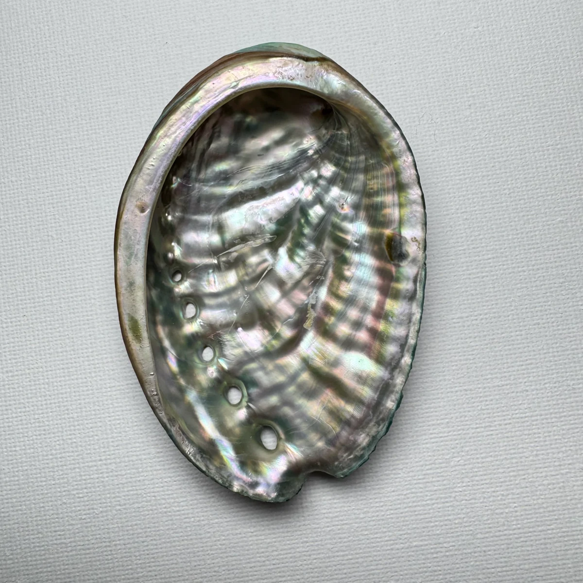 Haliotis discus hannai shell specimen, 84.4 mm, image 3