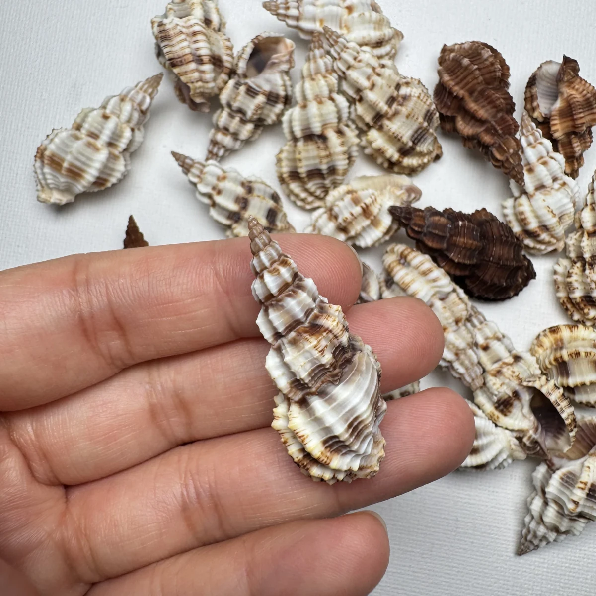 Phos senticosus shell specimen from Beihai,Guangxi,China, 34.8-42.4 mm, image 4