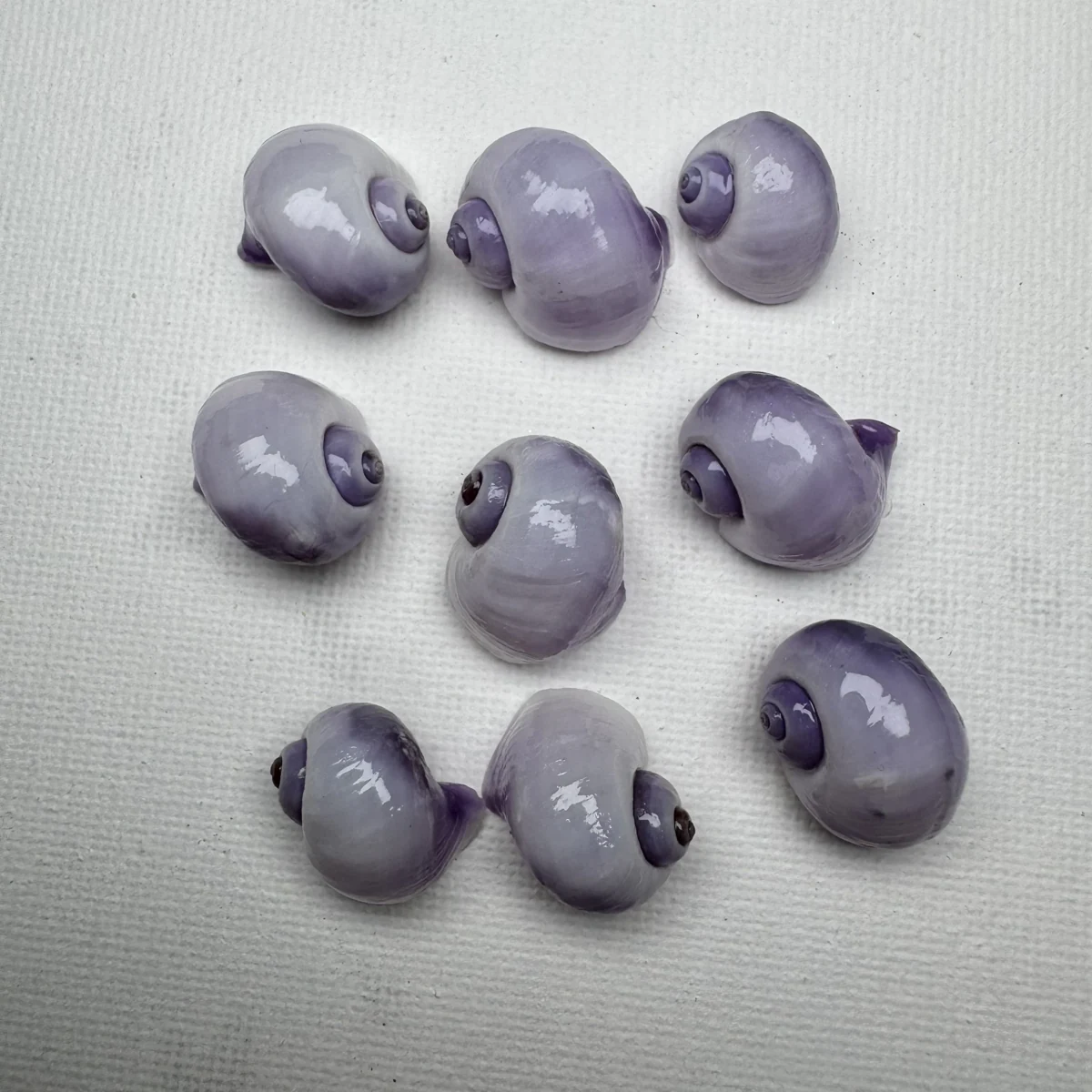 Janthina globosa shell specimen from Shandong, China, 15.5-20.4 mm, image 1