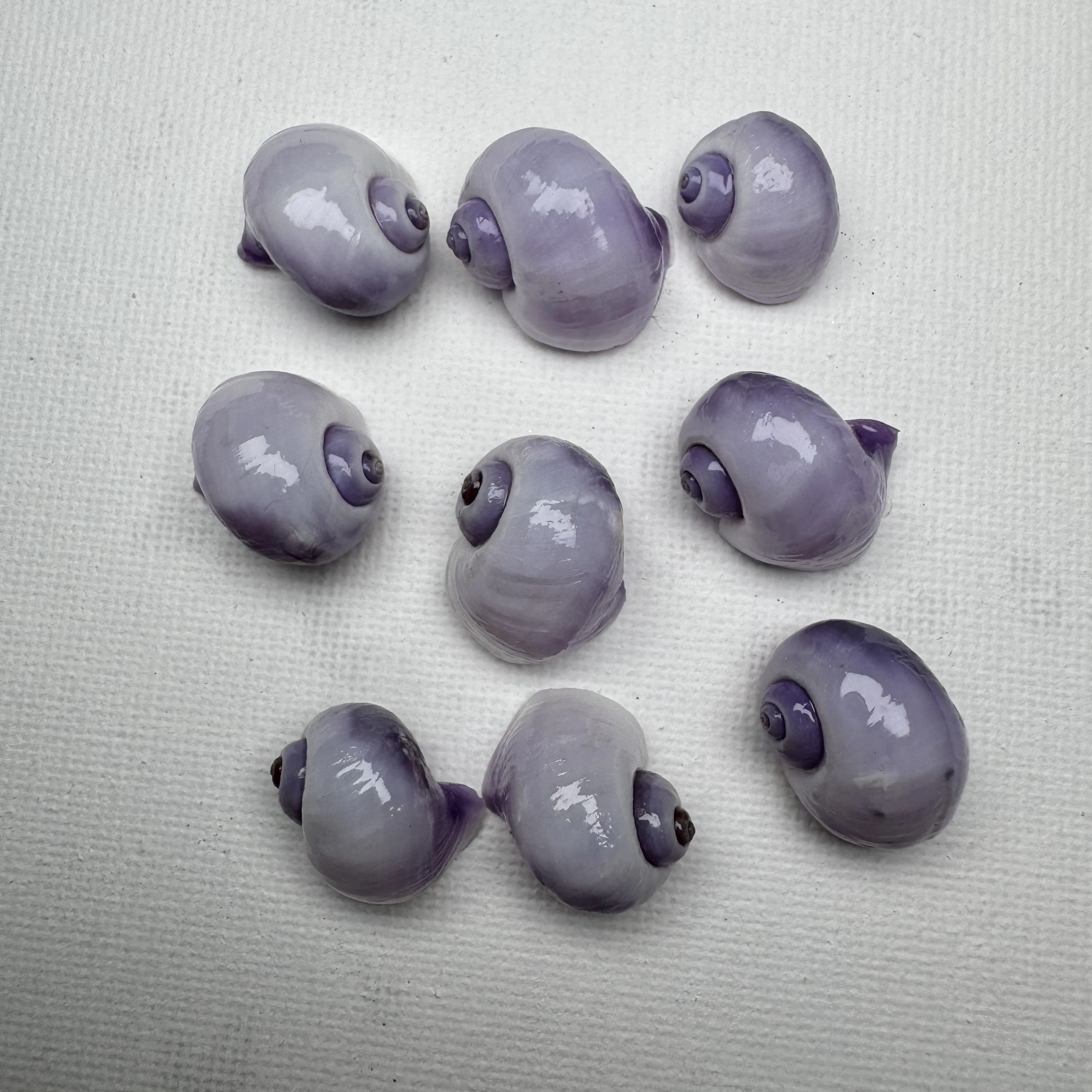Janthina globosa shell specimen from Shandong, China, 15.5-20.4 mm, image 1