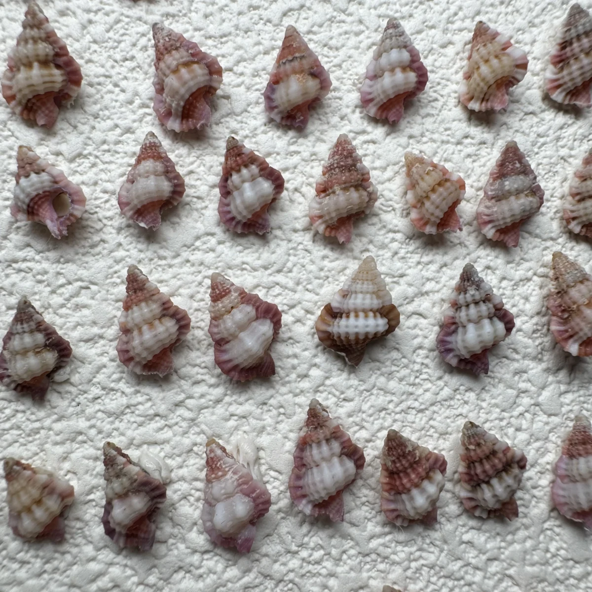 Gyrineum lacunatum shell specimen from Philippines, 8.2-13 mm, image 4
