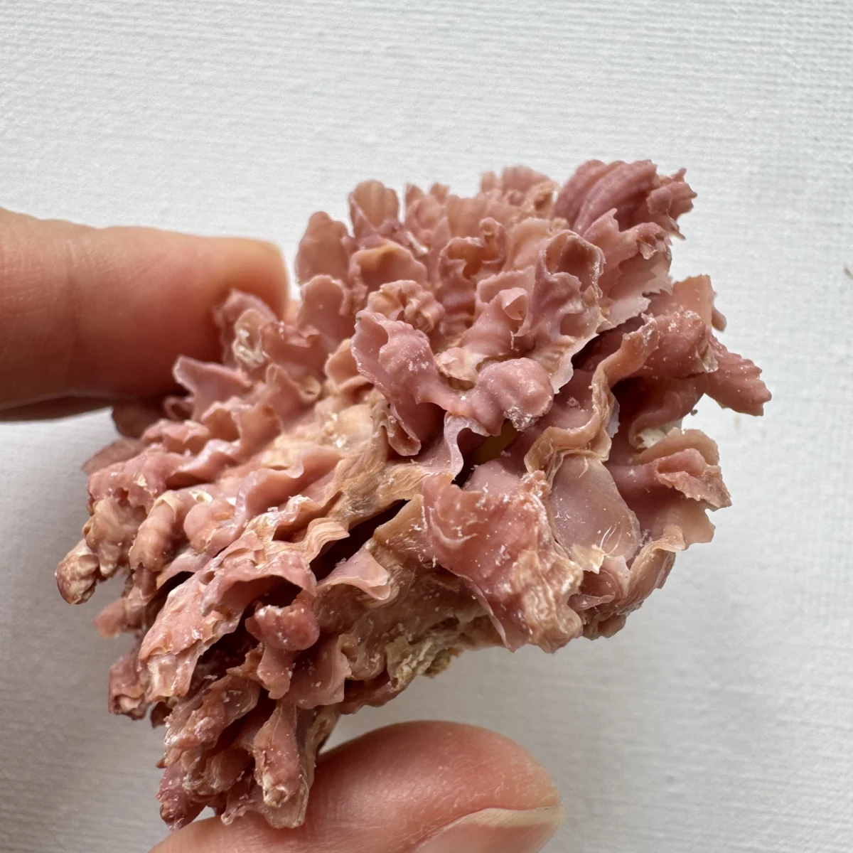 Chama brassica shell specimen from Philippines, 56.3 mm, image 3
