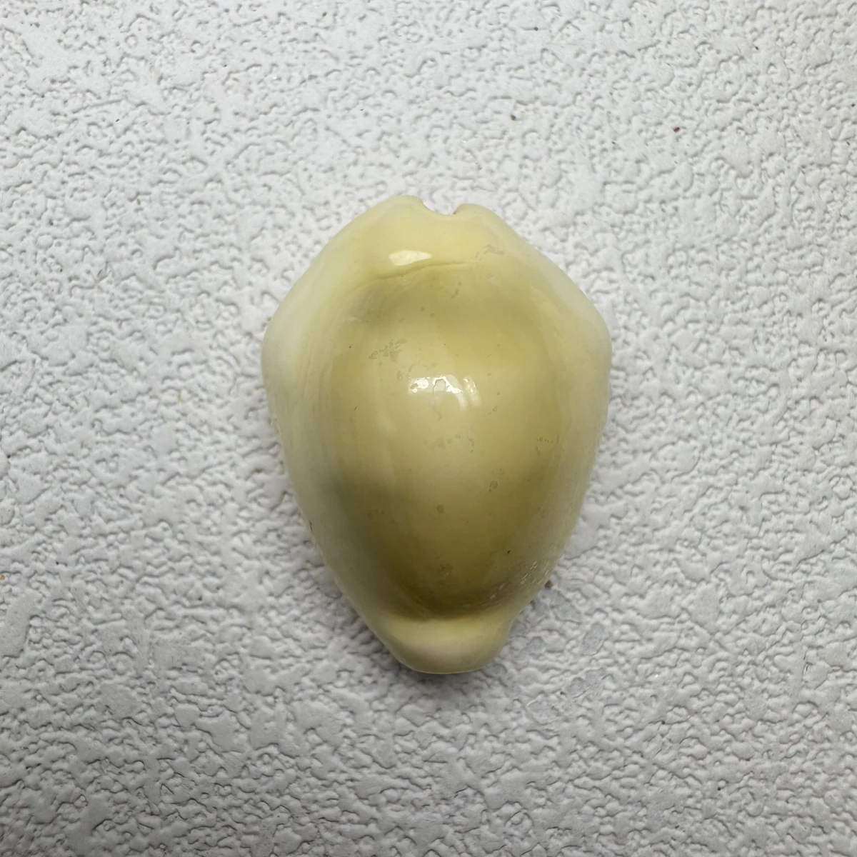Monetaria moneta,Okinawa shell specimen from Okinawa, Japan, 28.3 mm, image 1