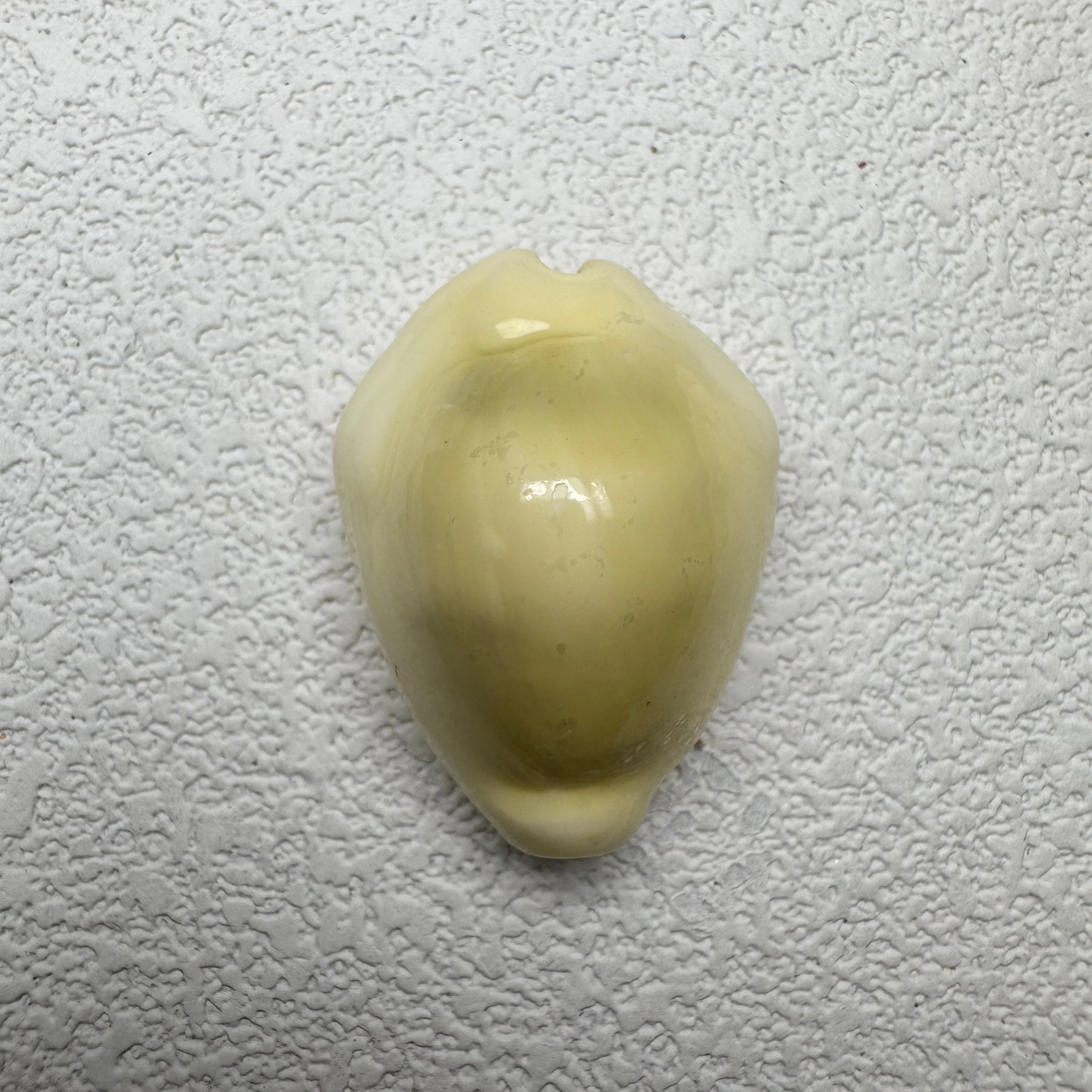 Monetaria moneta,Okinawa shell specimen from Okinawa, Japan, 28.3 mm, image 1