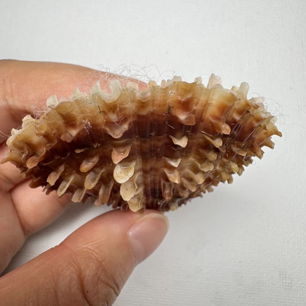 Scaeochlamys farreri shell specimen from Shandong, China, 61.4 mm, image 1