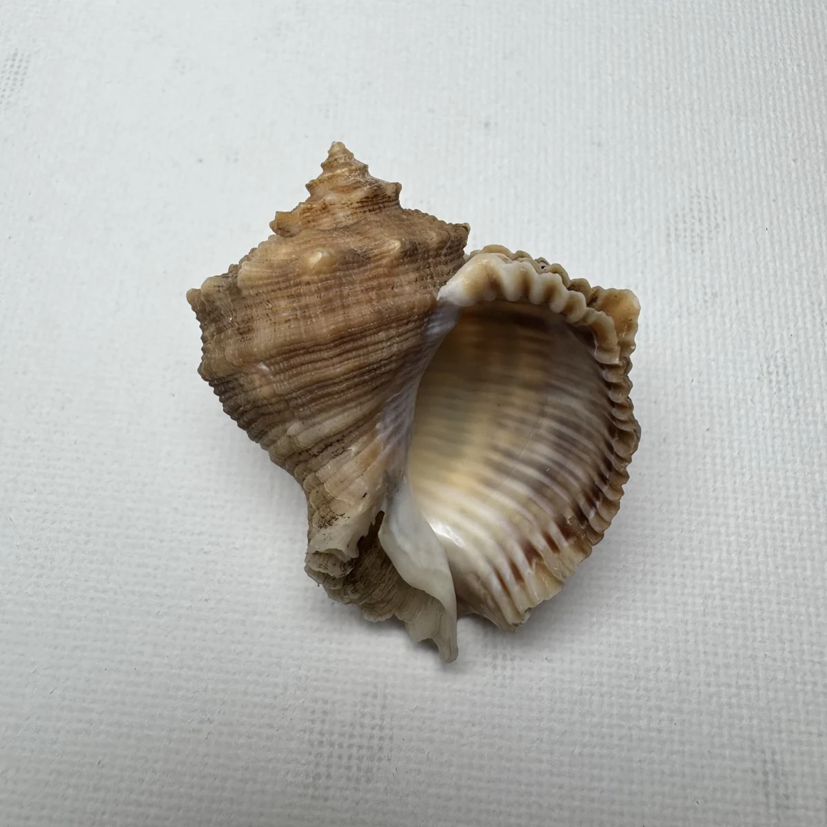 Rapana bezoar shell specimen from Shanwei, Guangzhou, China, 48.2 mm, image 2