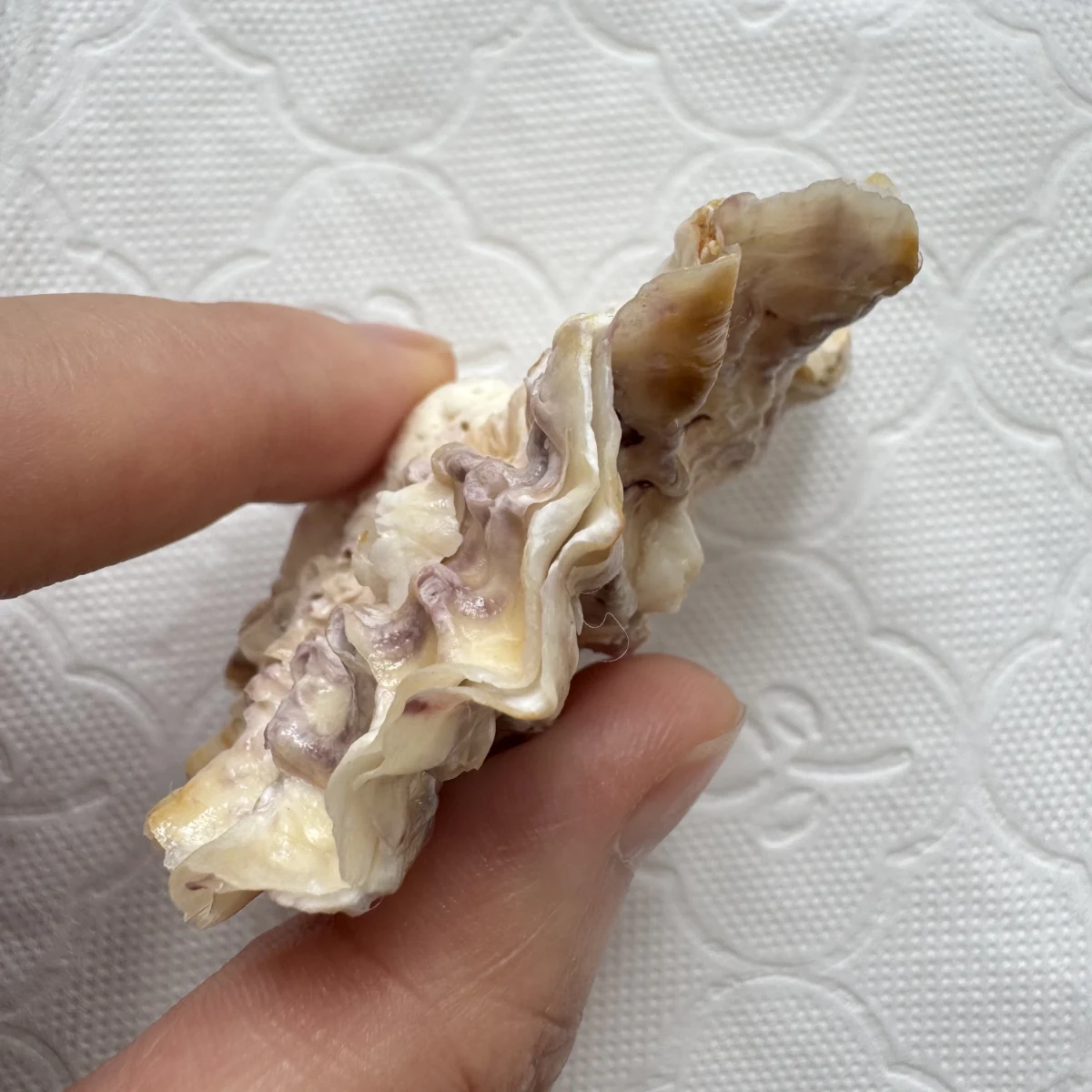 Alectryonella plicatula shell specimen from Beihai,Guangxi, China, 56.5 mm, image 5
