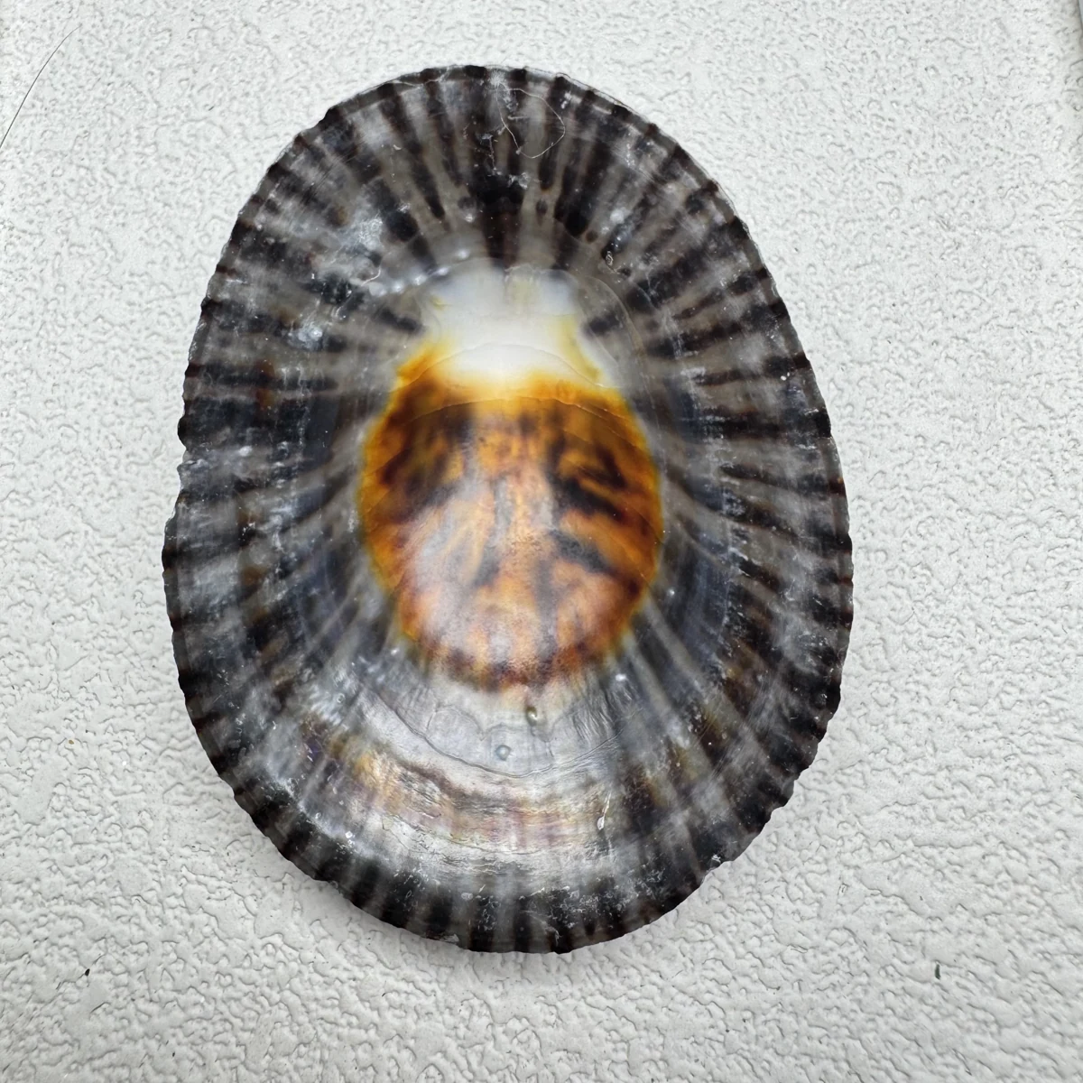 Cellana nigrolineata shell specimen from Aichi, Japan, 48 mm, image 2