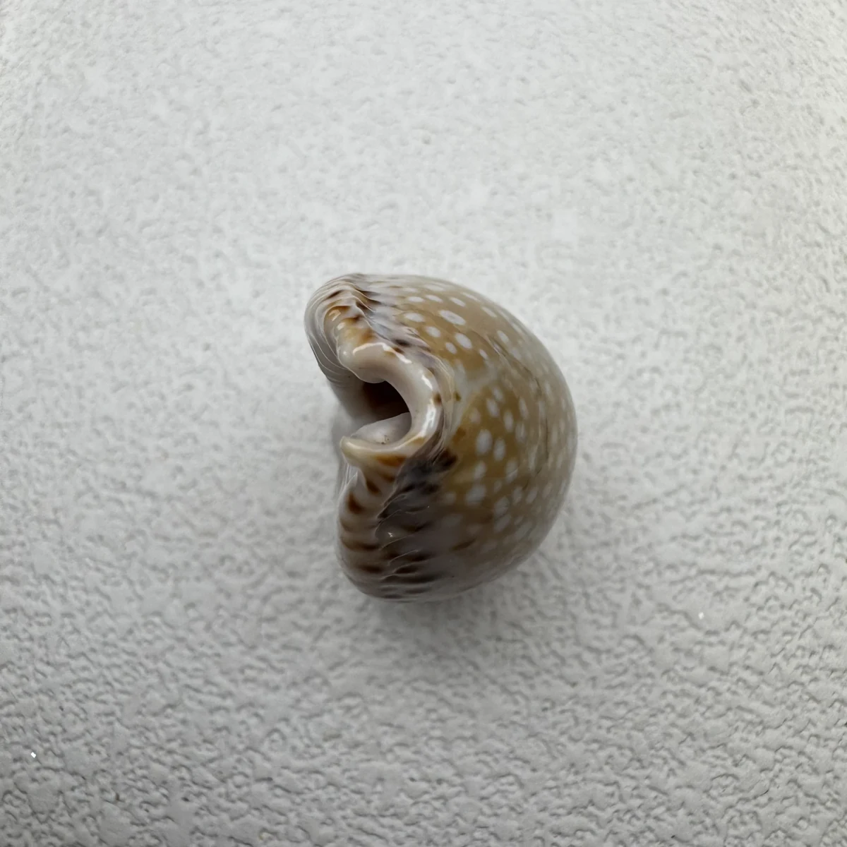 Naria lamarckii shell specimen from India, 30.5 mm, image 5