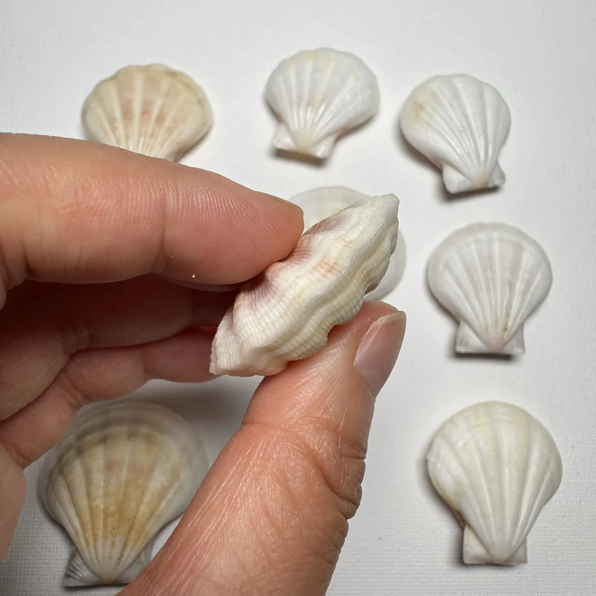 Decatopecten plica shell specimen from Philippines, 35.7-43.1 mm, image 4