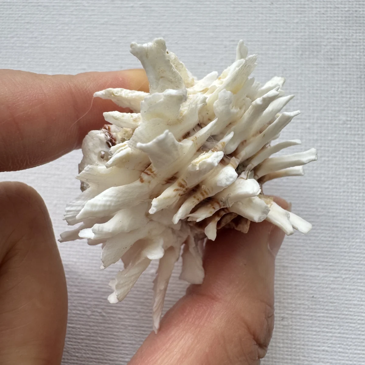 Chama lazarus shell specimen from Philippines, 55.9 mm, image 3