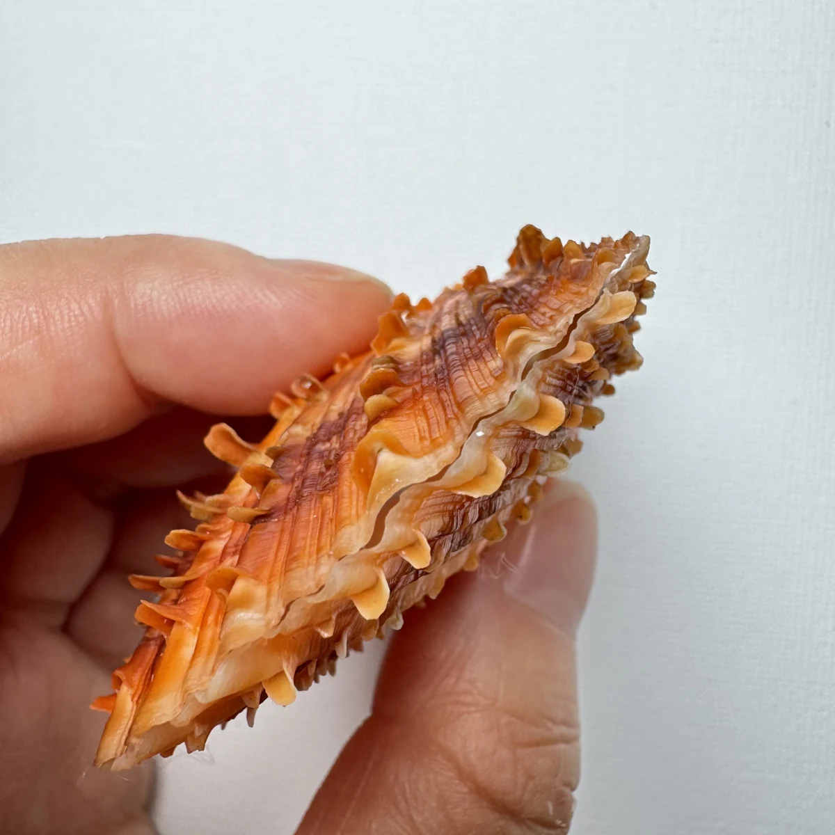 Scaeochlamys farreri shell specimen from Shandong, China, 61.6 mm, image 3