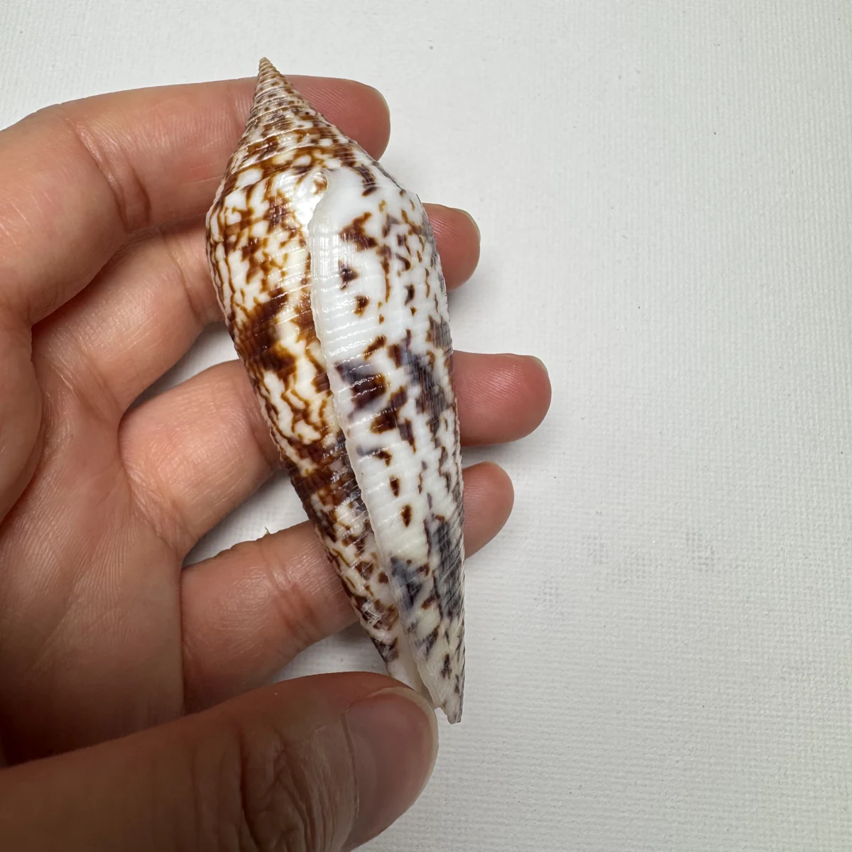 Conus australis shell specimen from East China Sea Zhejiang Province China, 81.5 mm, image 4