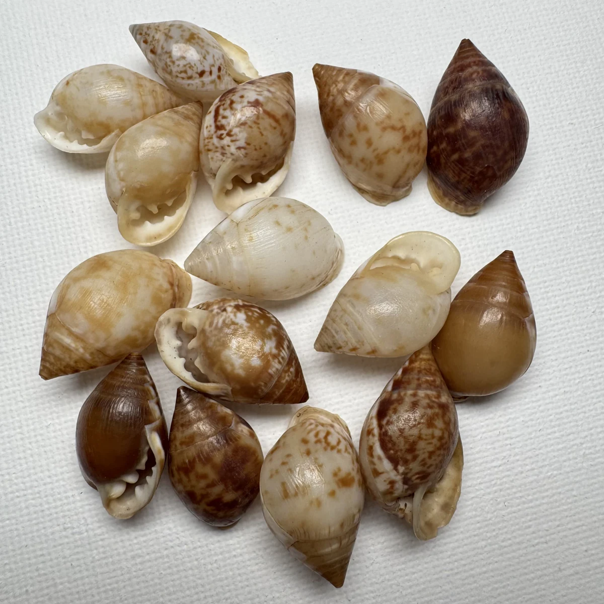 Pythia pantherina shell specimen from Pulau Weh, Banda Aceh, Indonesia, 22-25 mm, image 2
